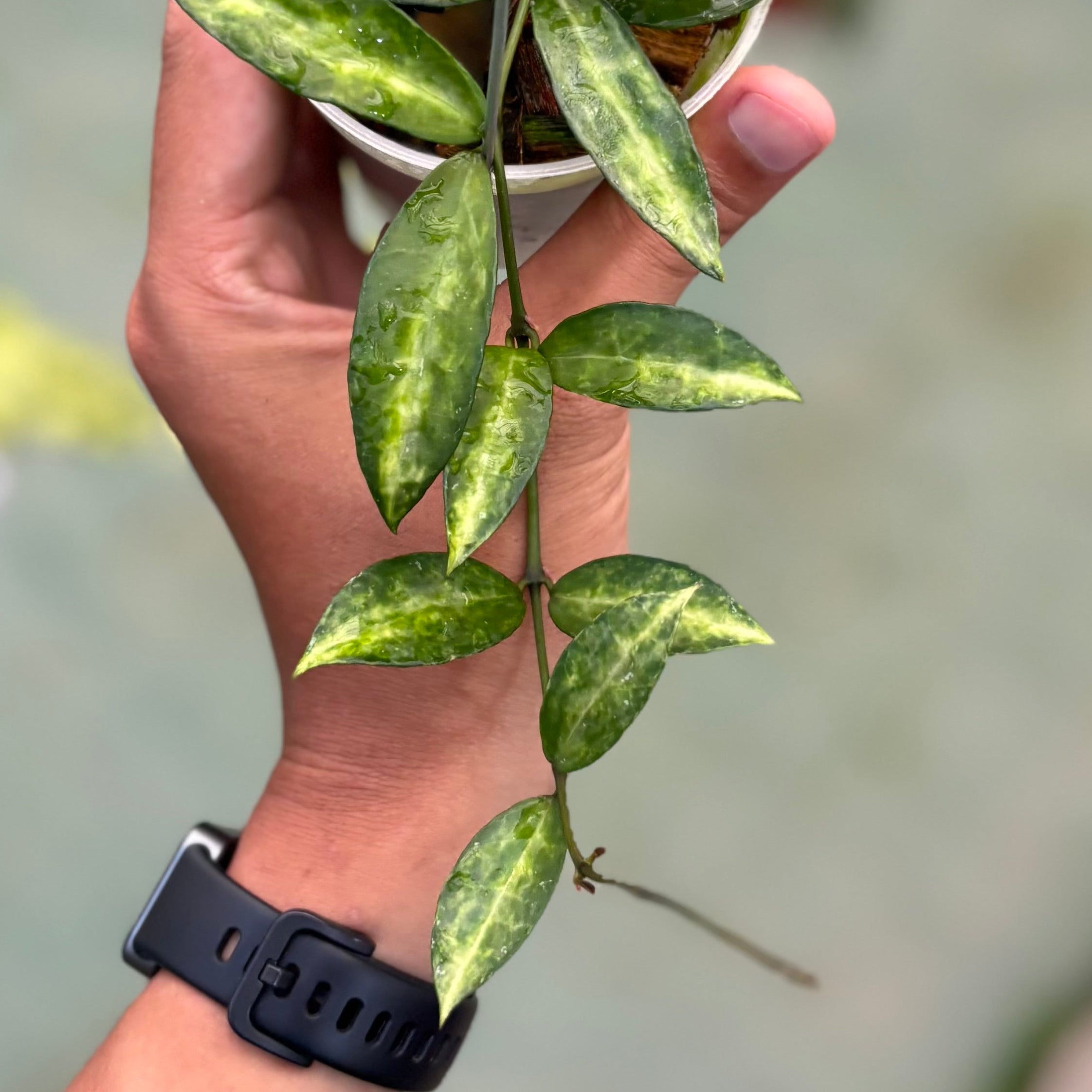 Hoya lacunosa ‘peridot’