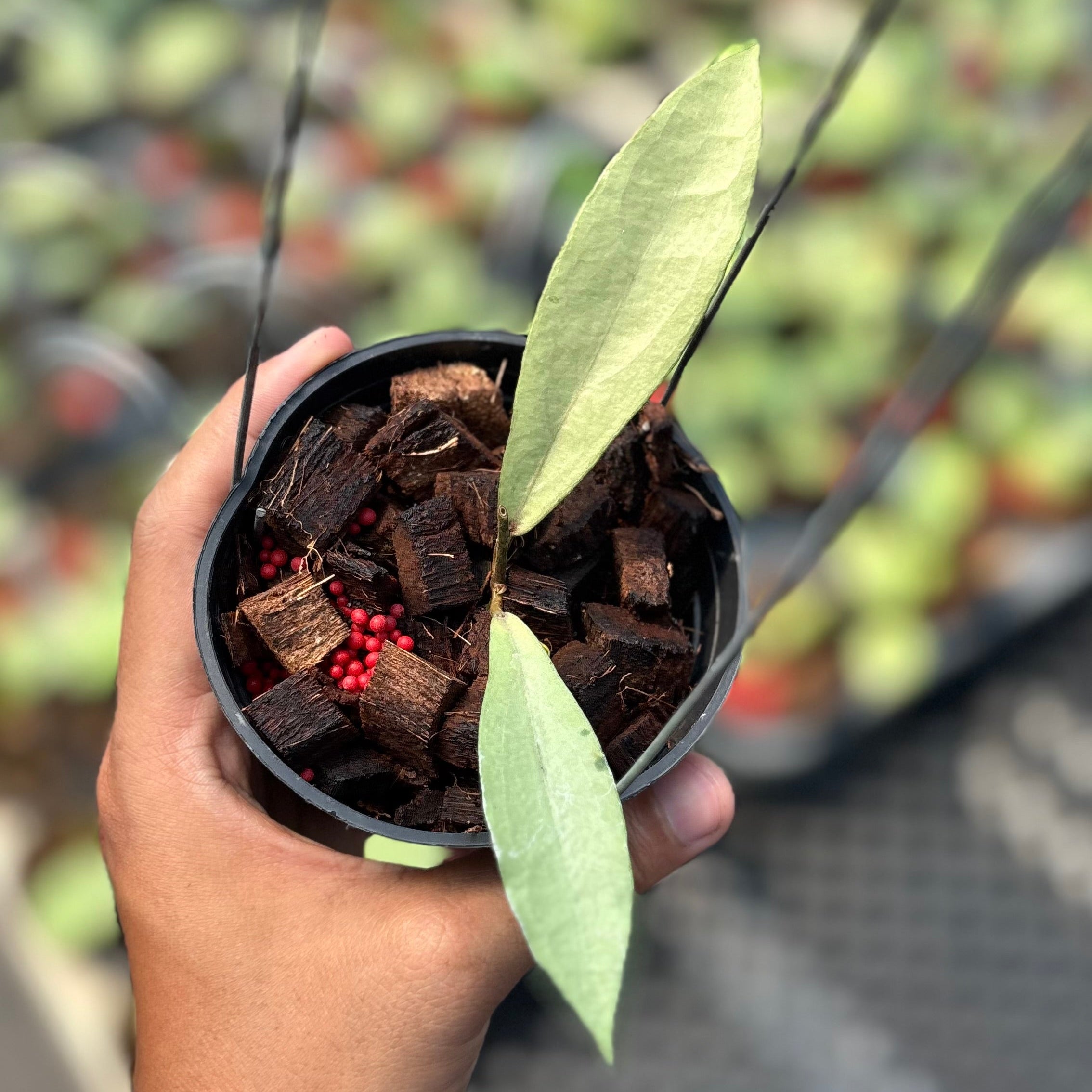 Hoya alena silver (crassipetiolata x rindu rafflesia)