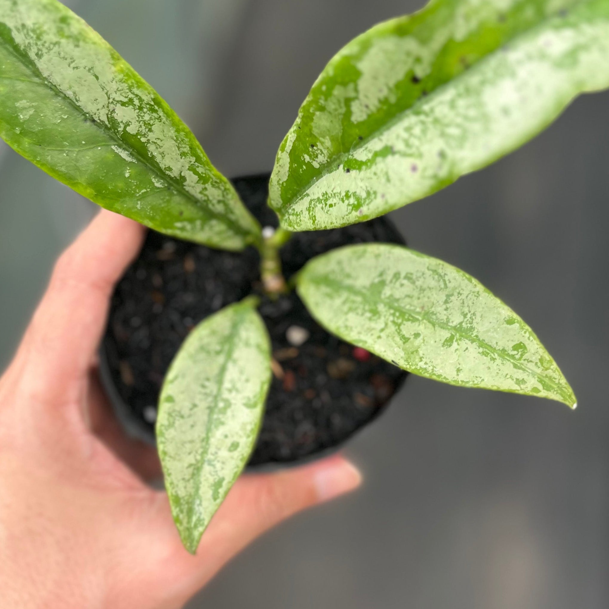 Hoya buntokensis silver