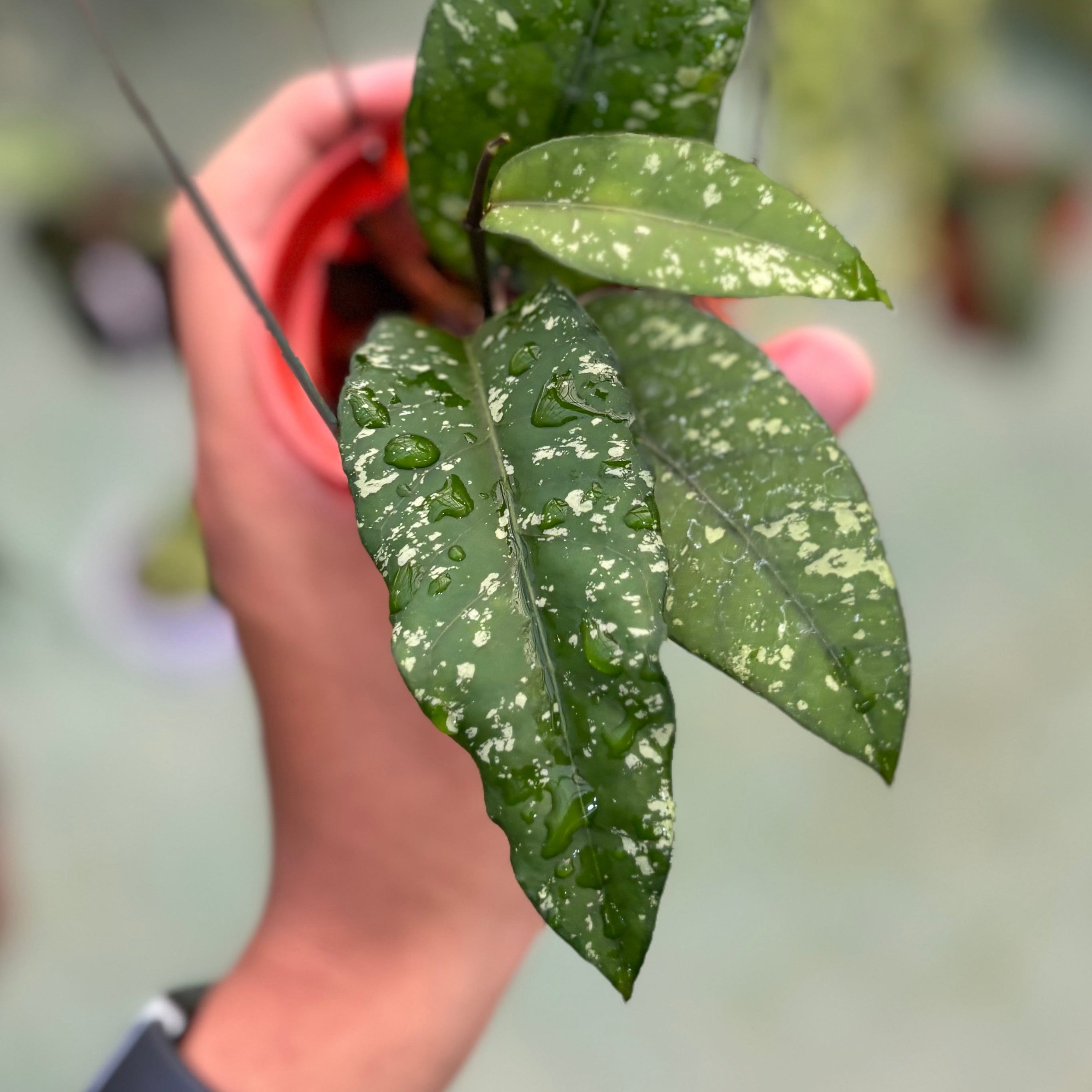 Hoya sp aceh putri betung