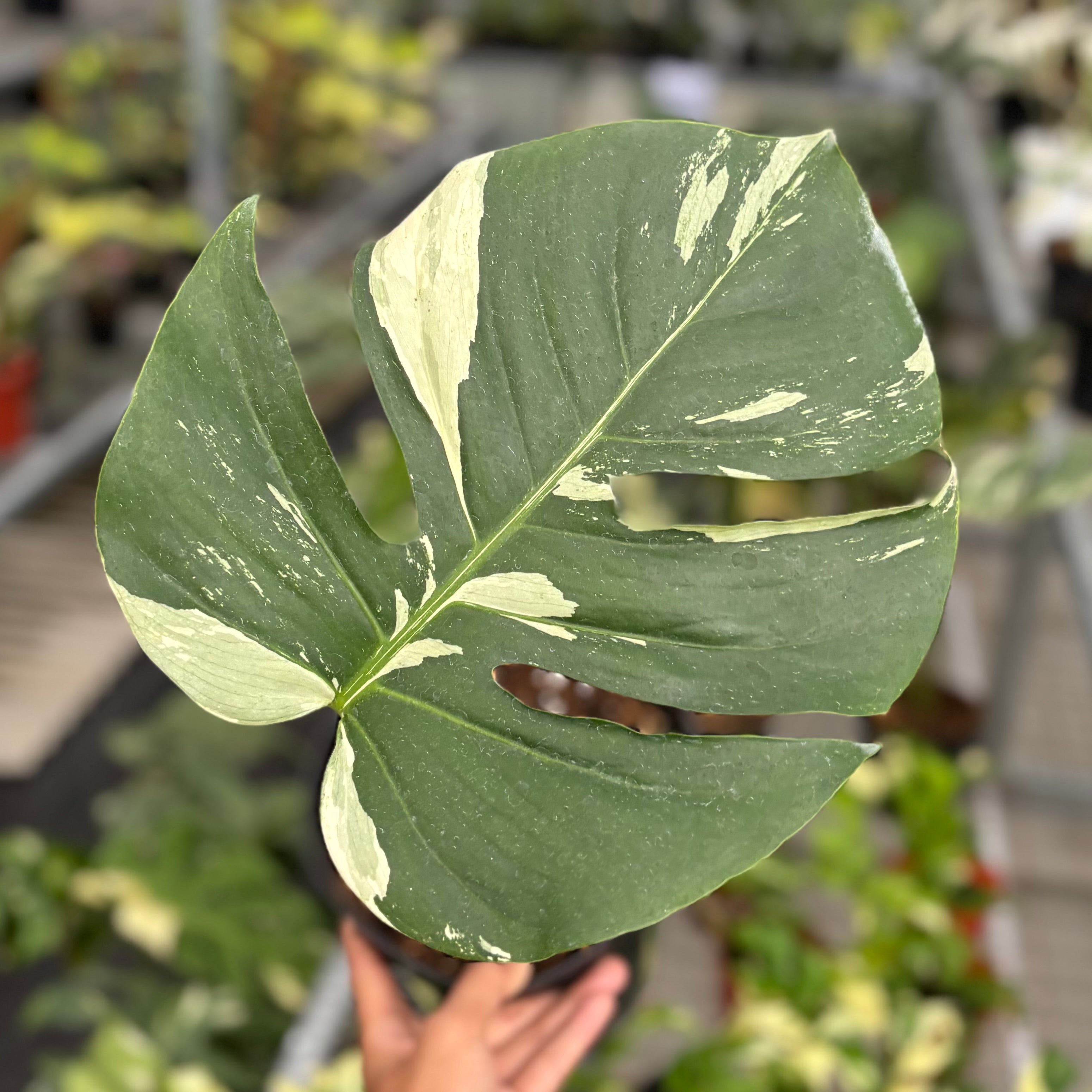 Monstera mint jungle - cuttings 1 leaf