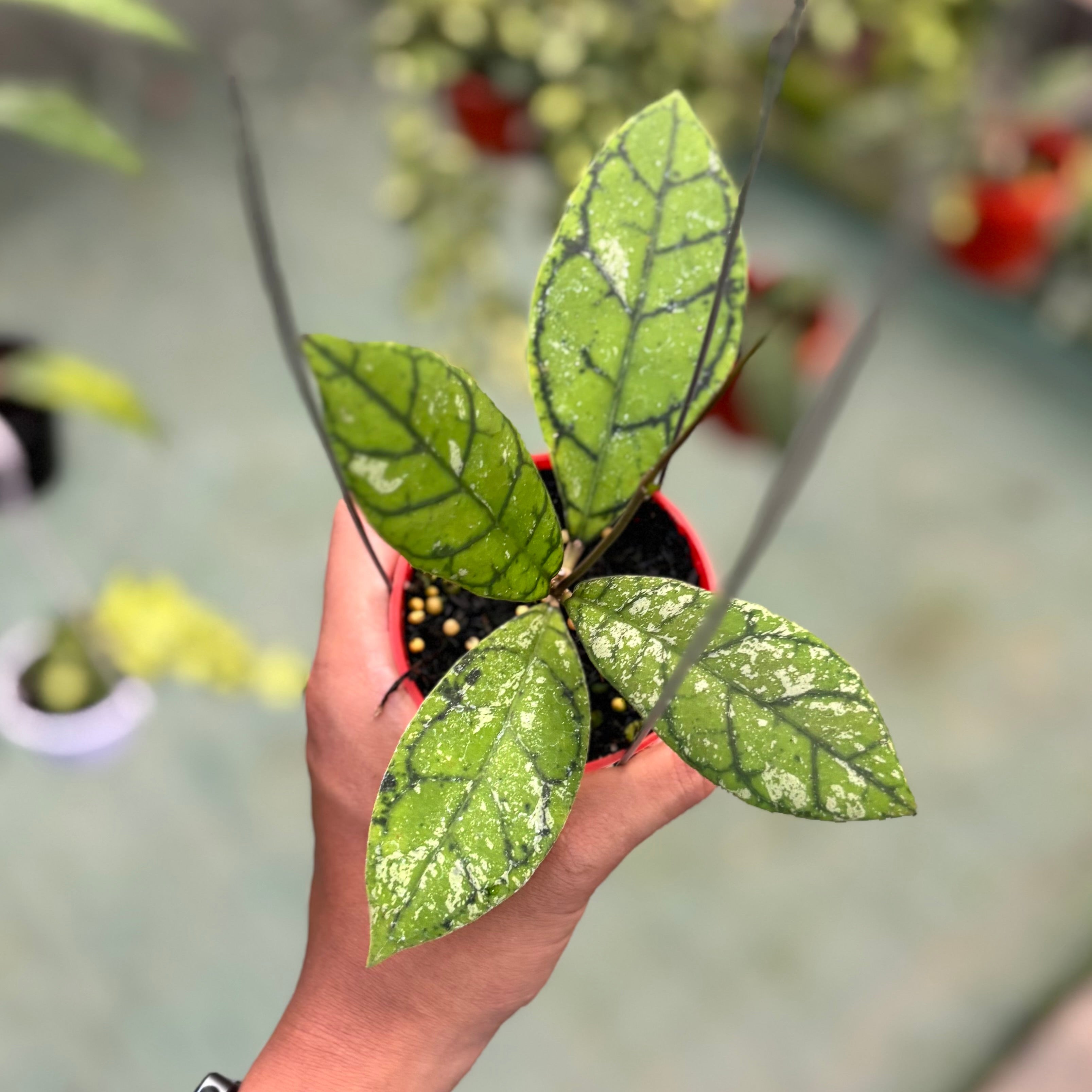 Hoya callistophylla splash