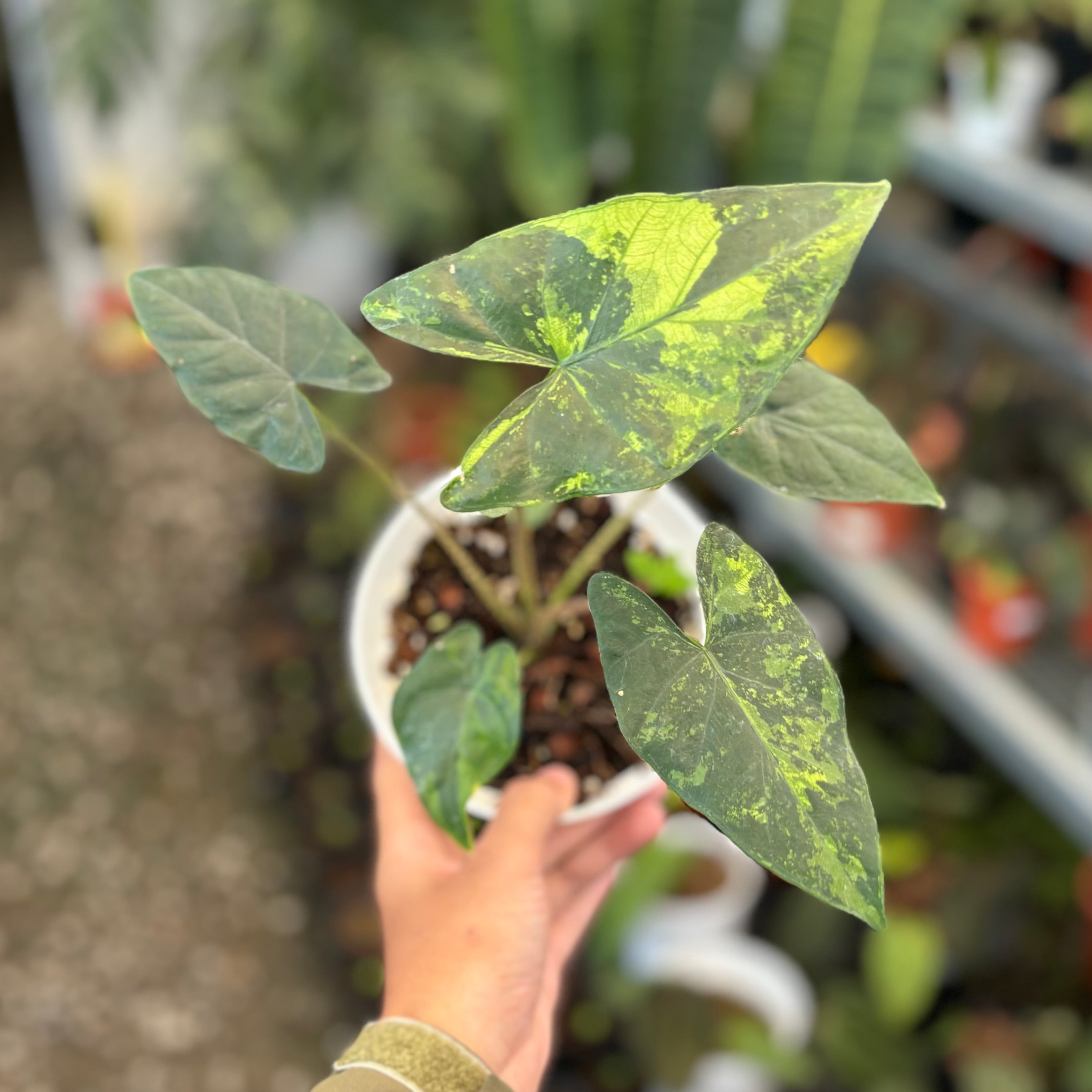 Alocasia flemingiana variegated