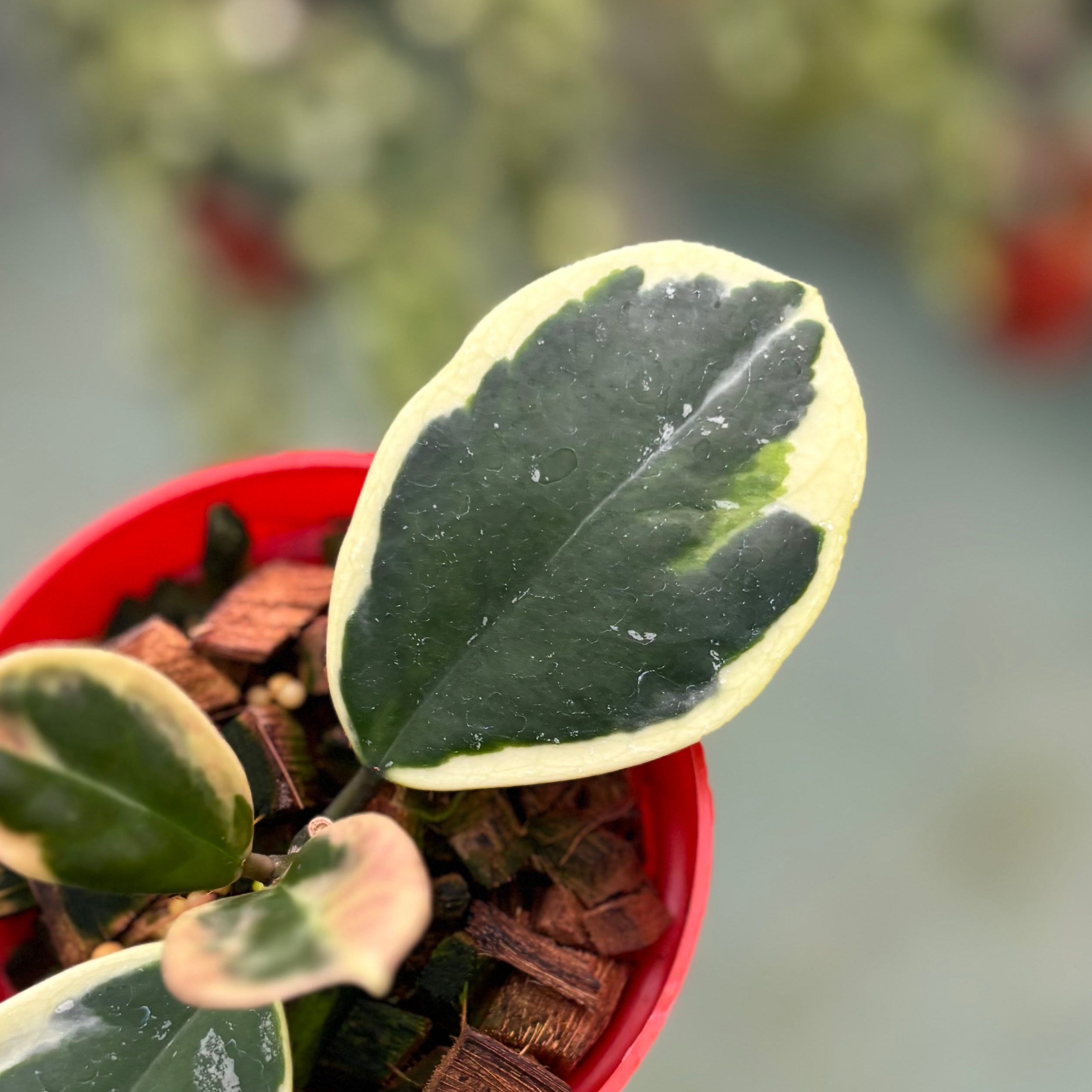 Hoya obovata albomarginata