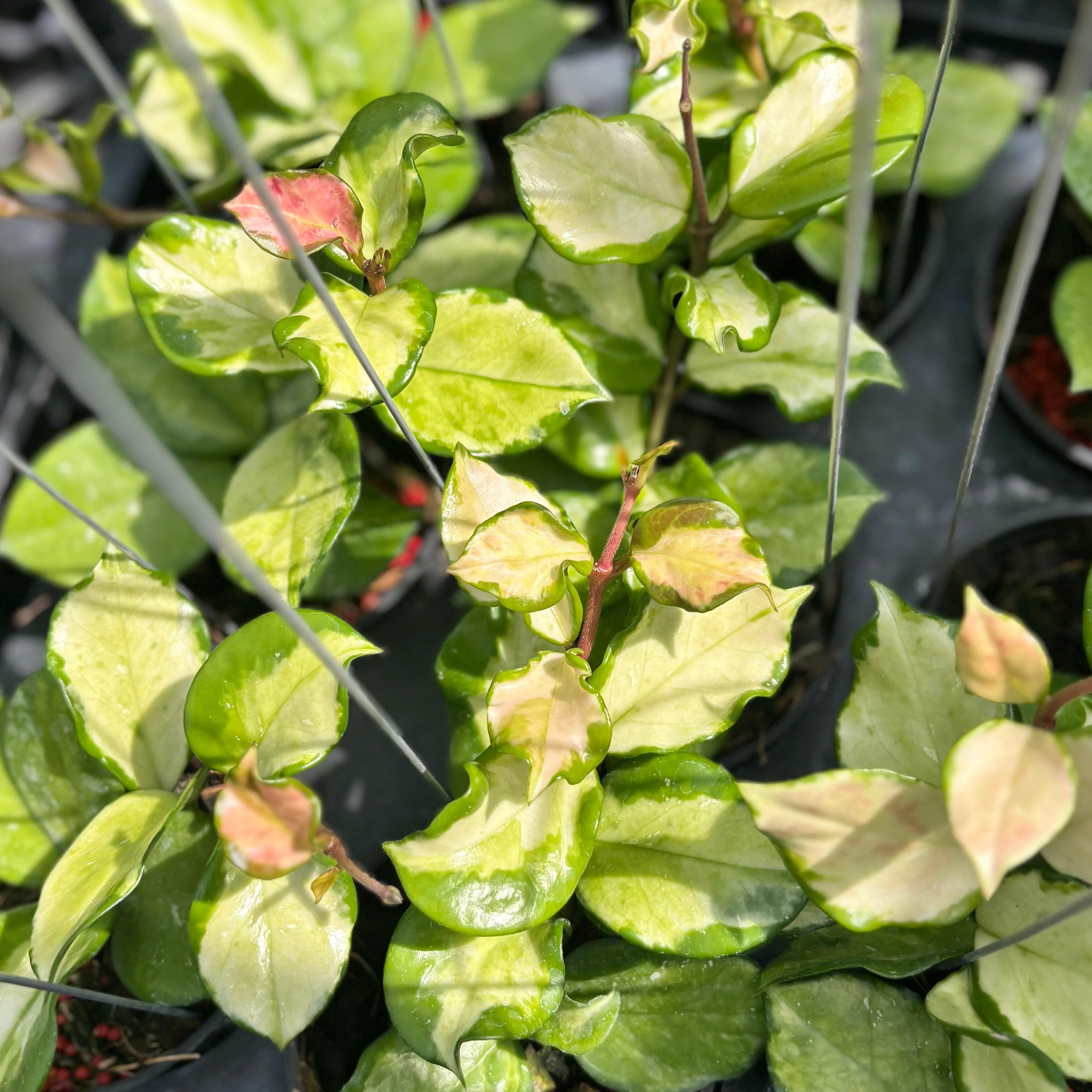 Hoya carnosa freckles splash mutation