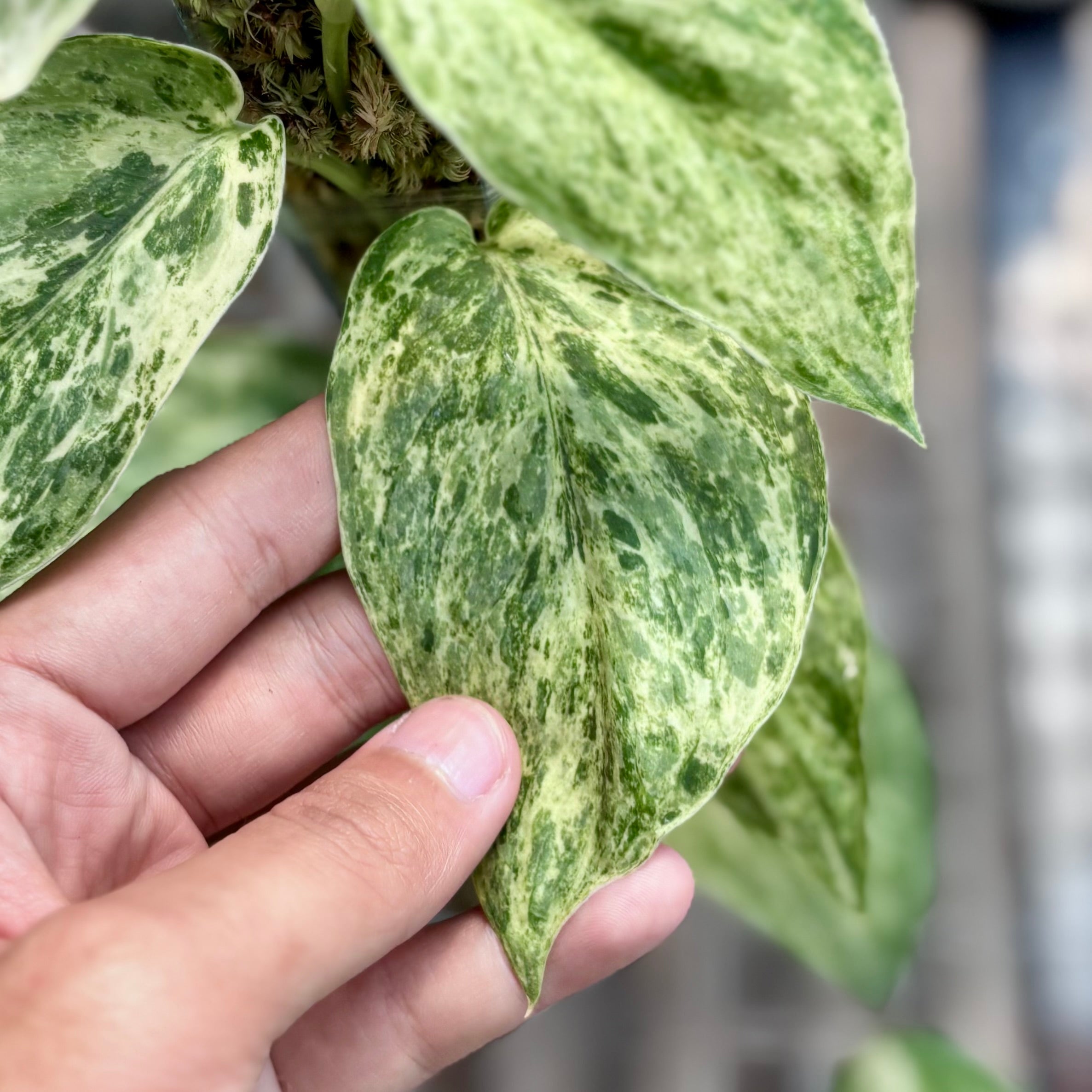 Scindapsus silver satin variegated v2 - vining