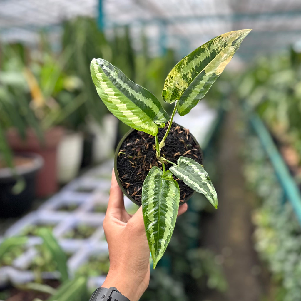 Schismatoglottis wallichii variegated – Aroid Market