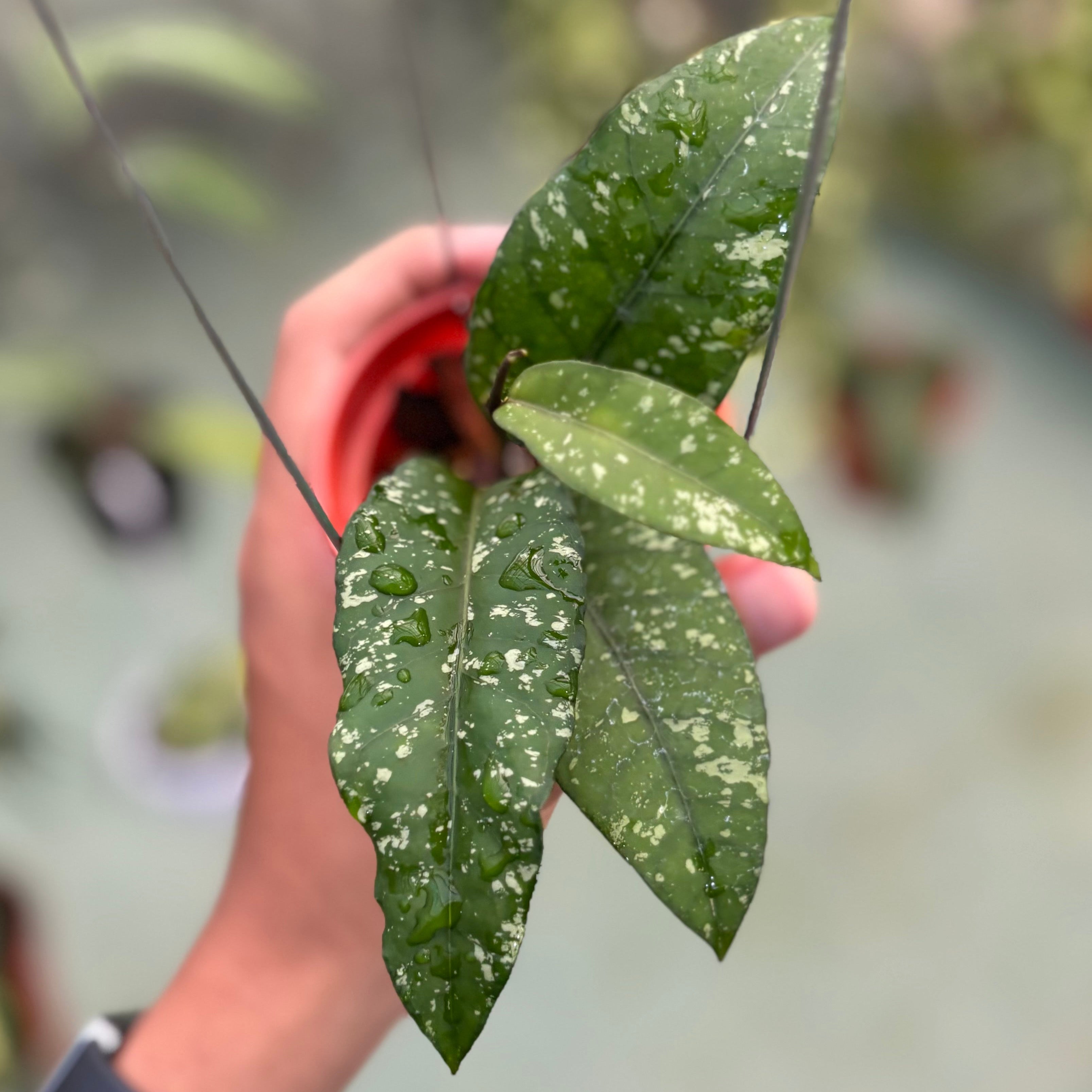 Hoya sp aceh putri betung
