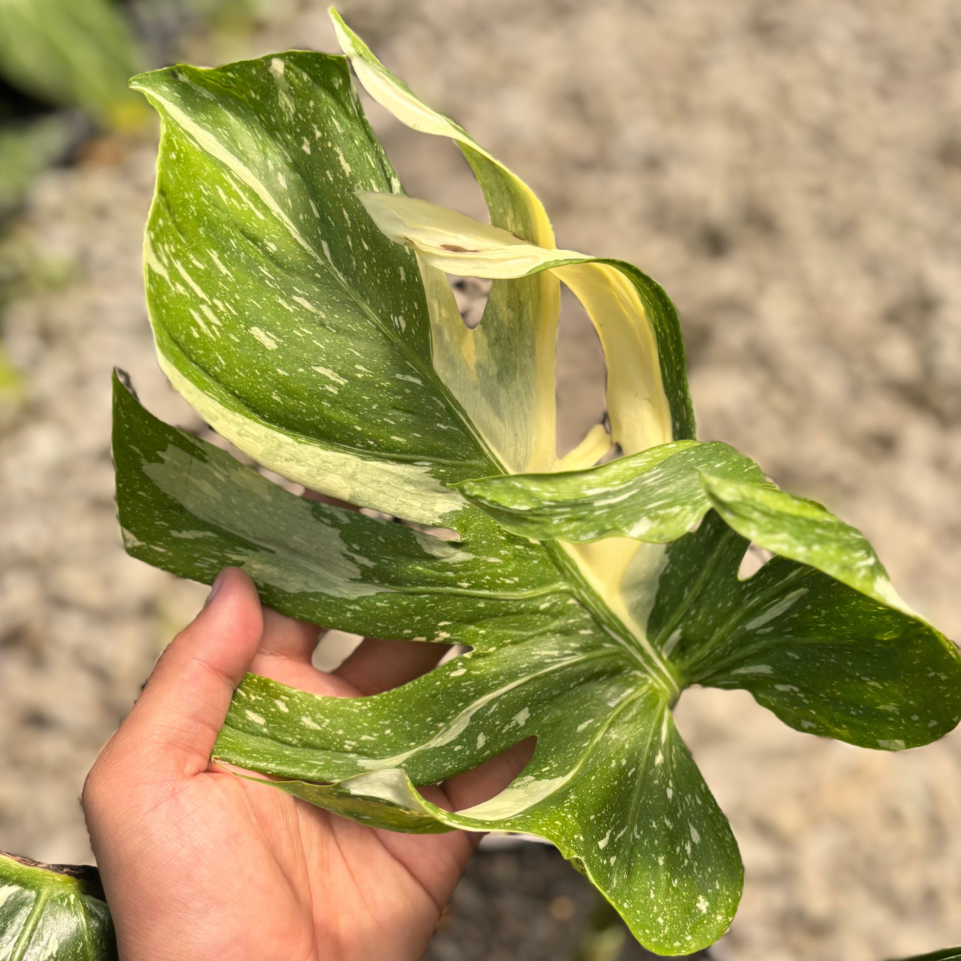 Monstera Medusa Variegated