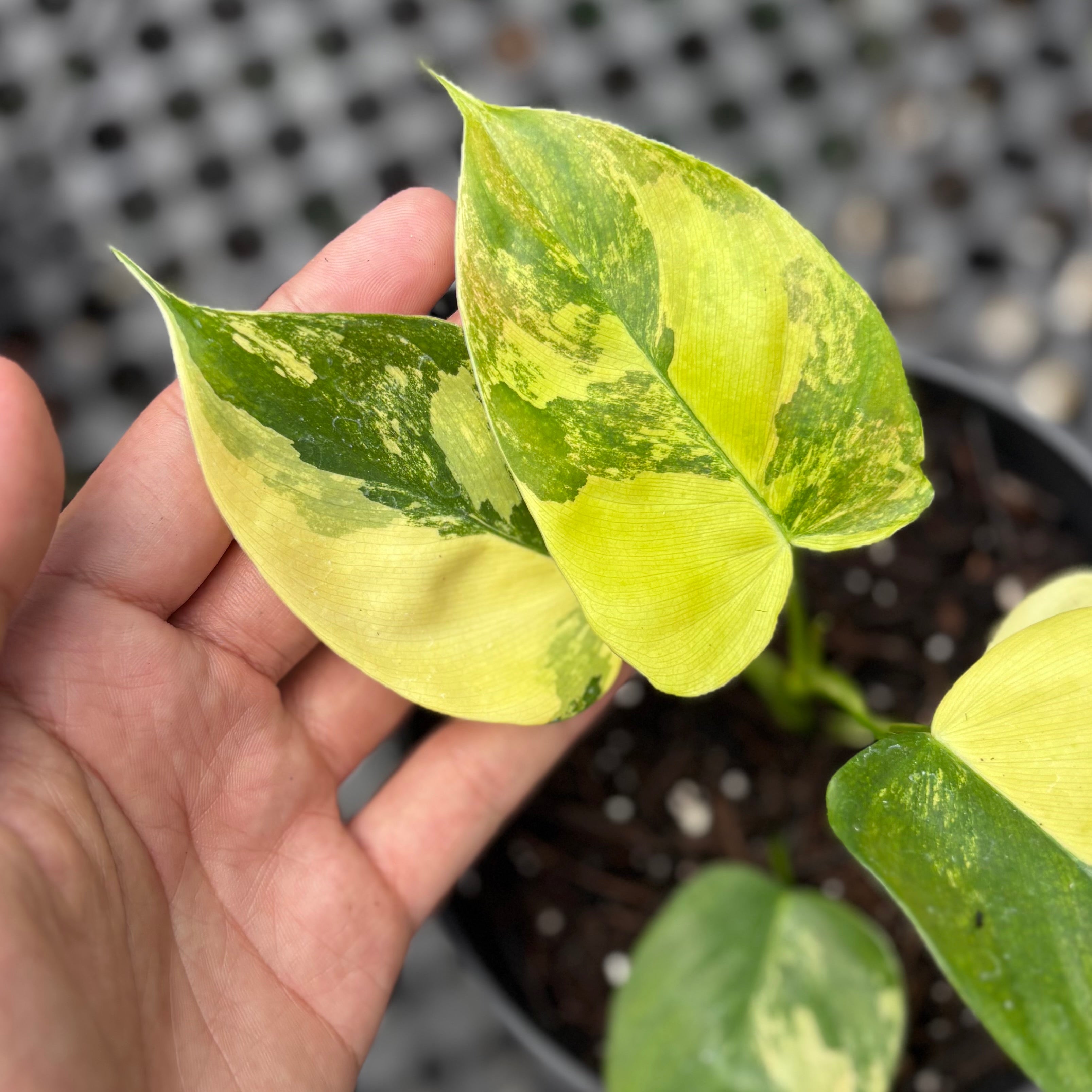 Philodendron Florida Beauty x Lupinum