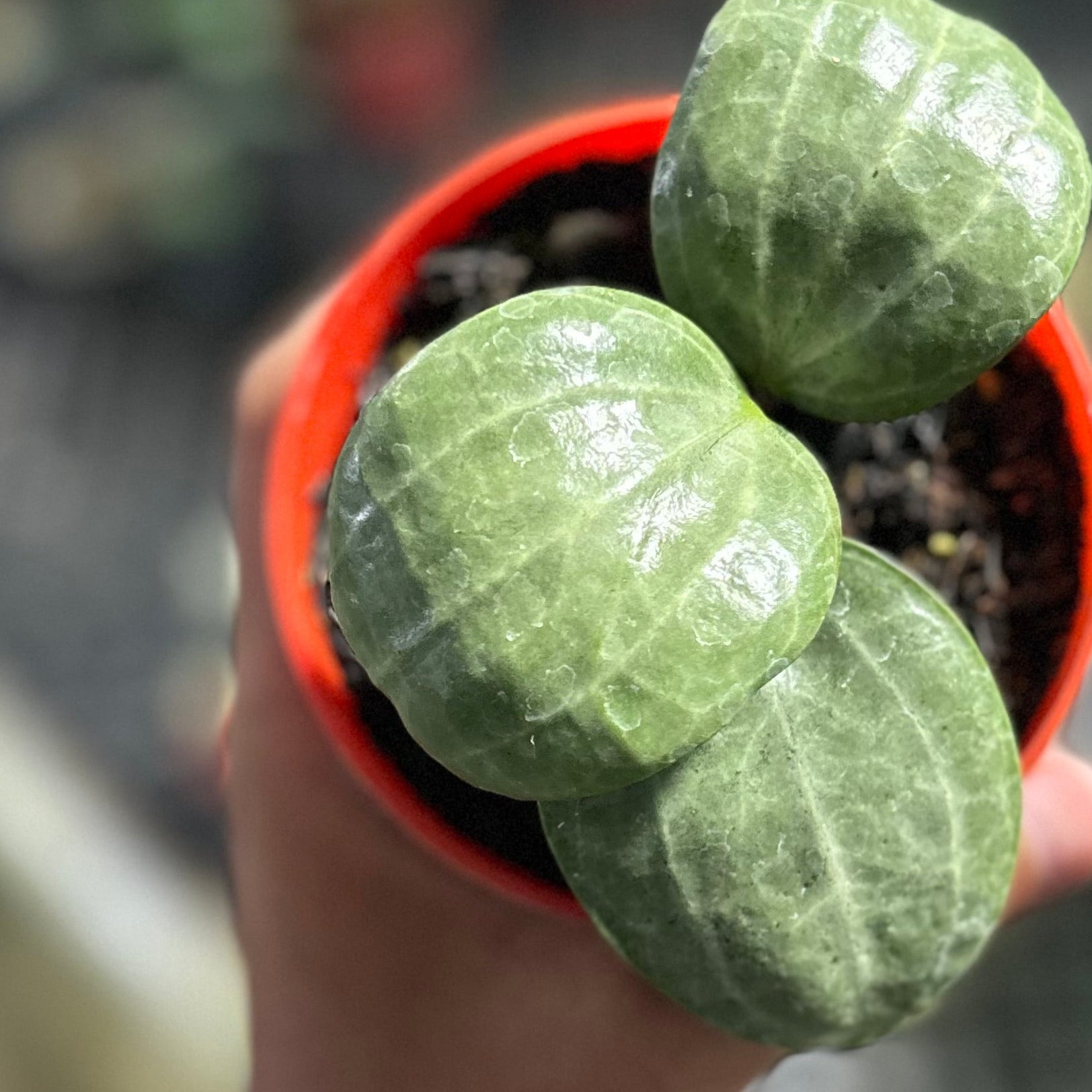 Hoya latifolia sarawak silver