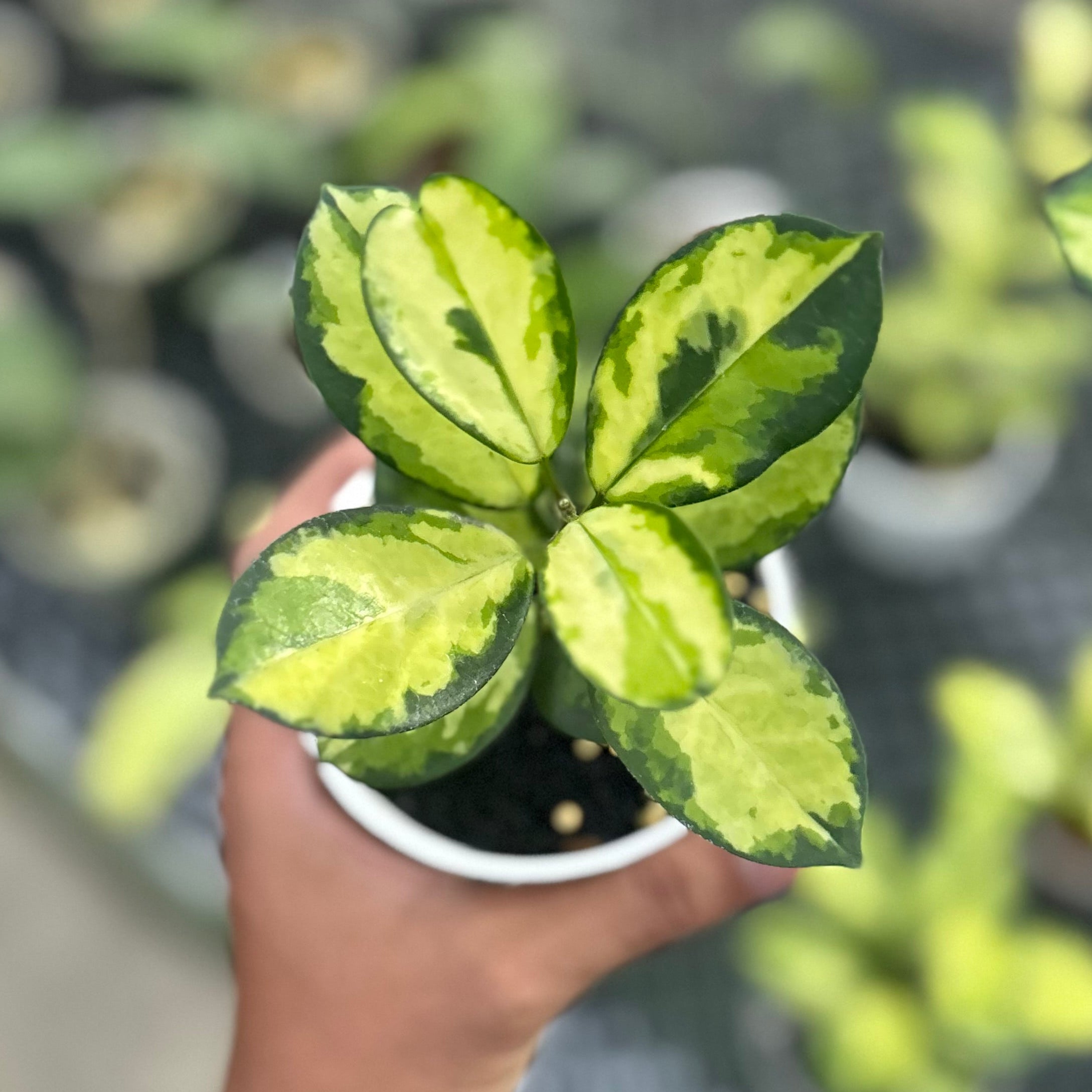Hoya australis lisa