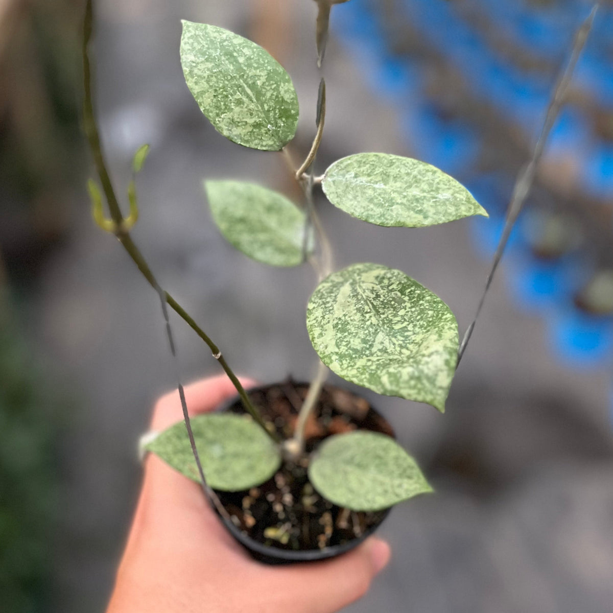 Hoya verticillata silver galaxy sp Pemalang