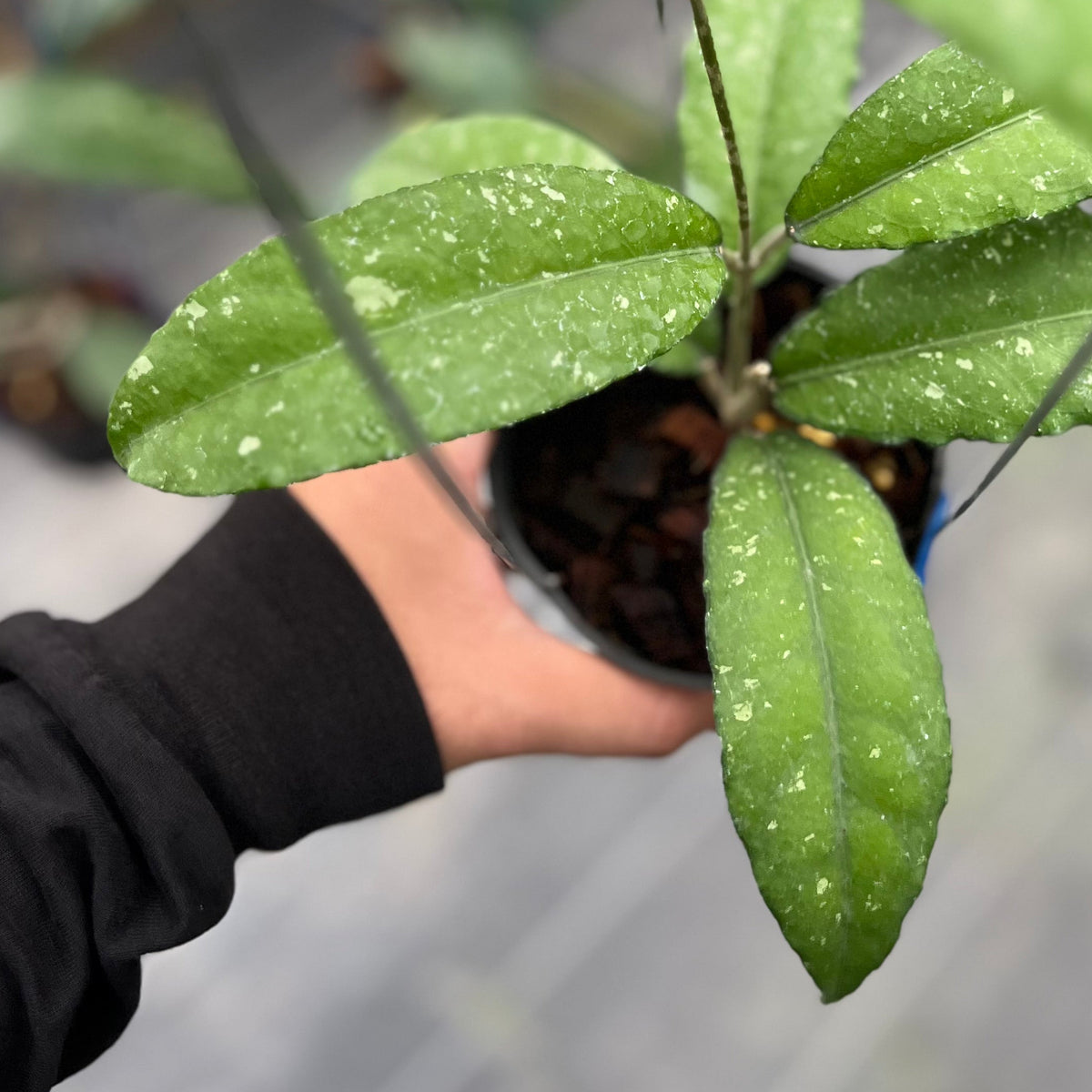 Hoya sp aceh pegasus