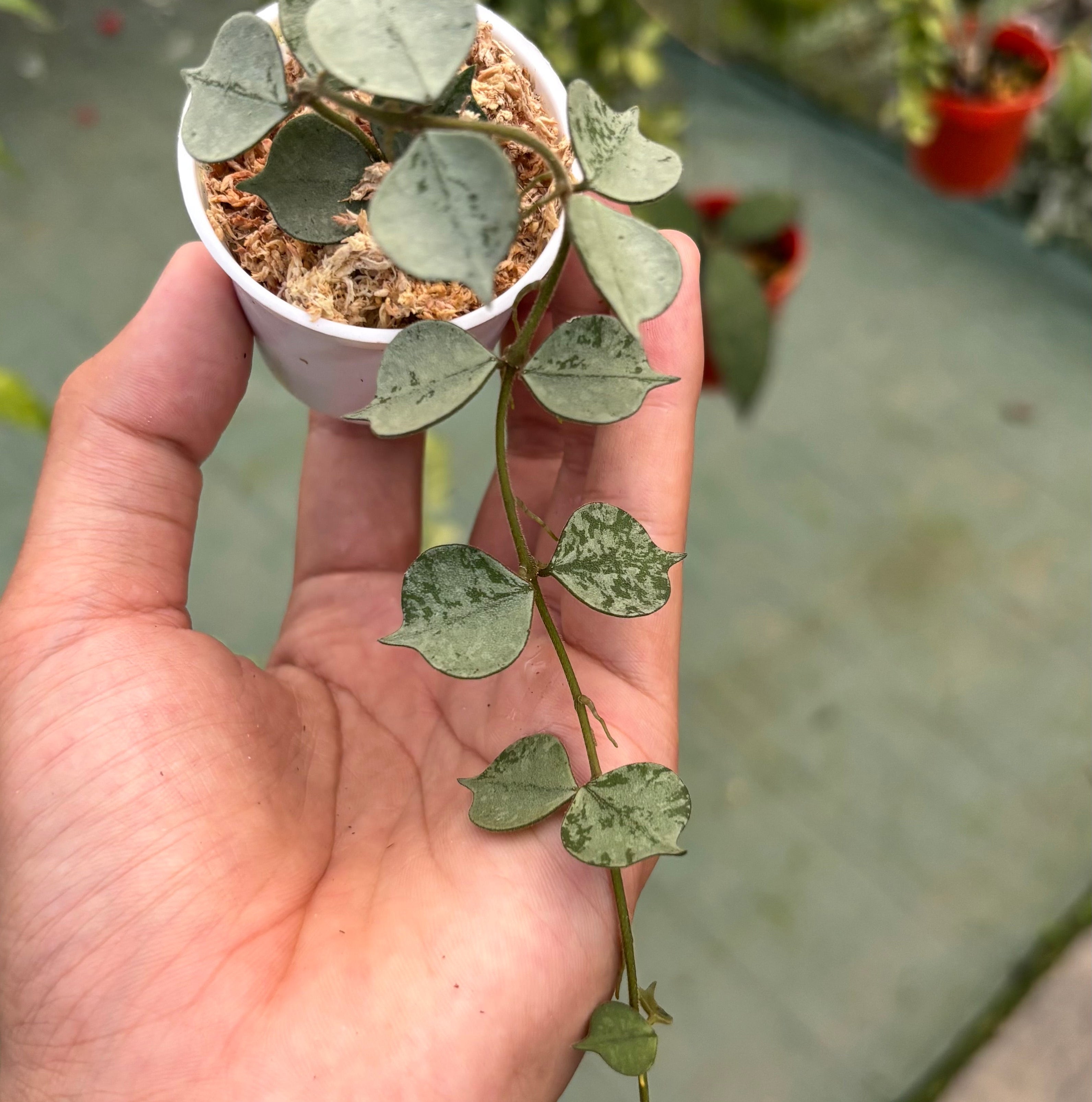 Hoya curtisii silver
