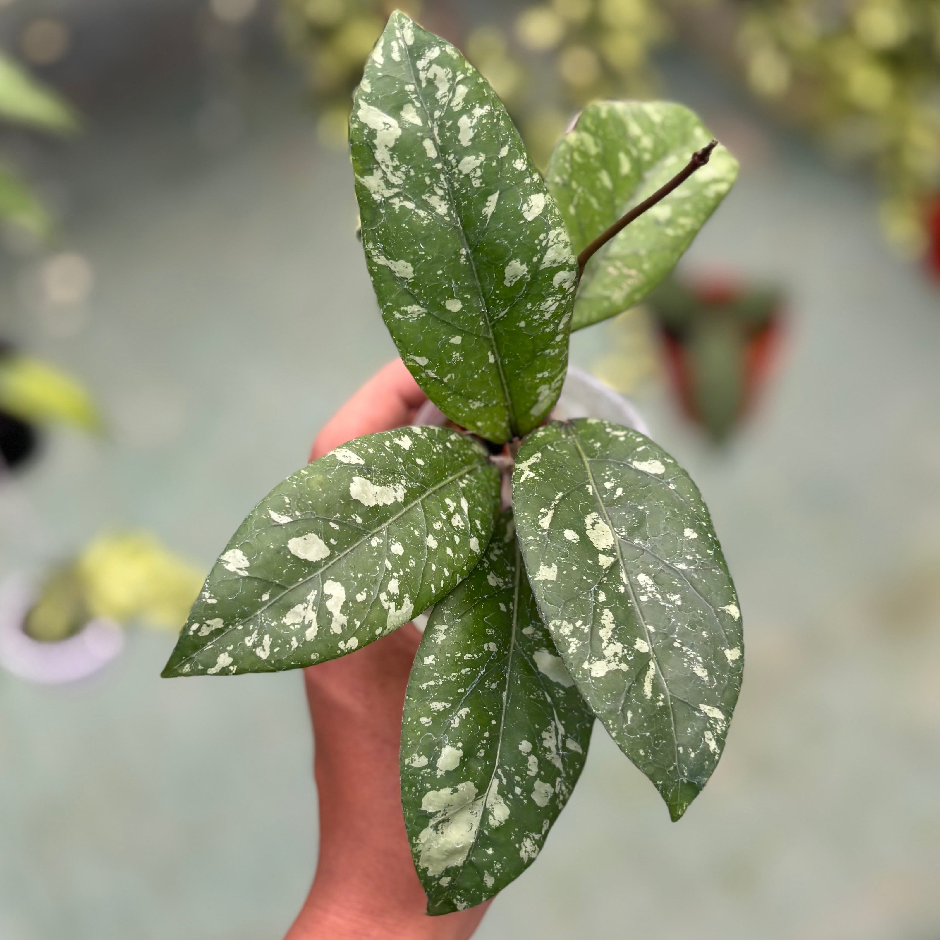 Hoya sp aceh gunung kapi