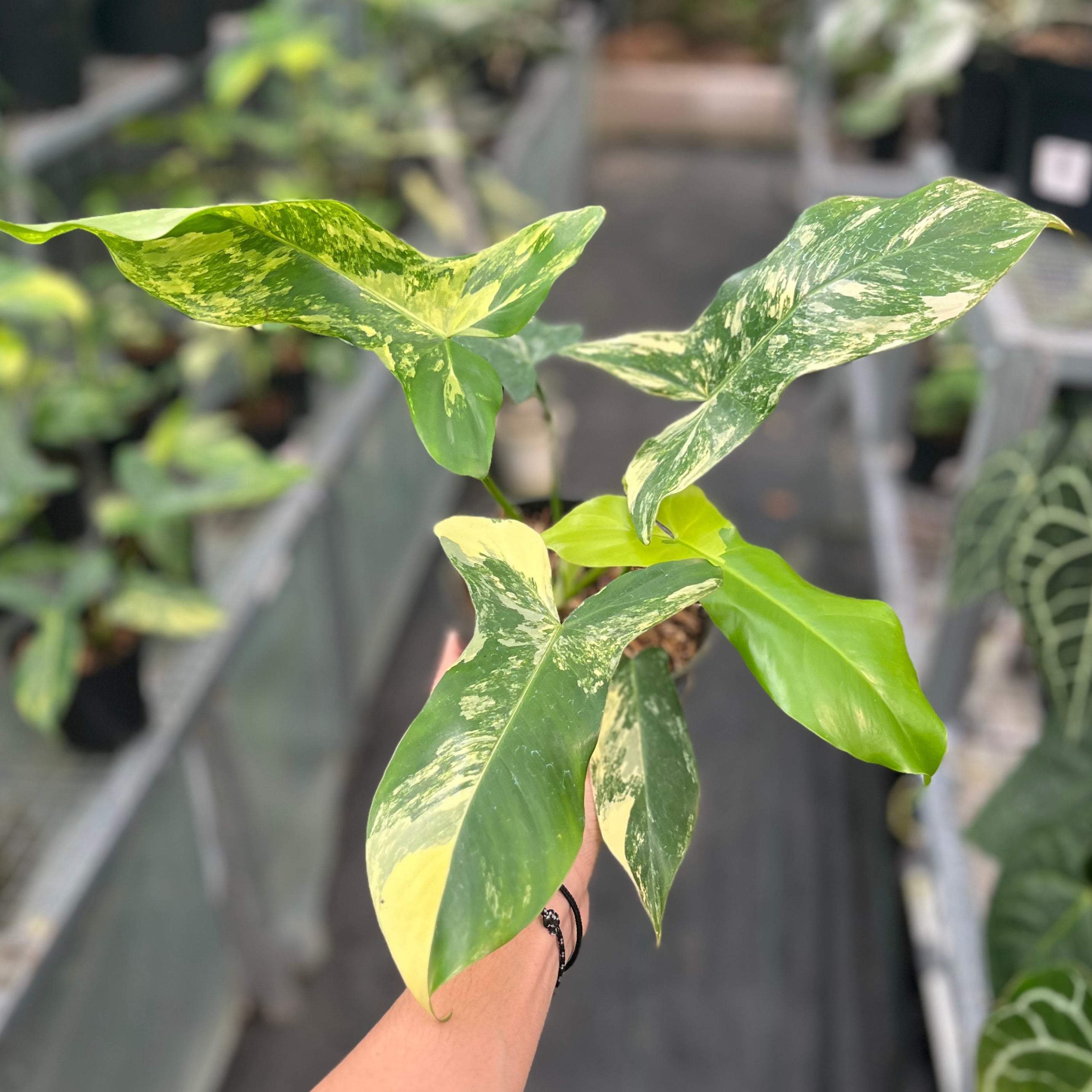Philodendron paradise beauty (Florida beauty x Paraiso verde)