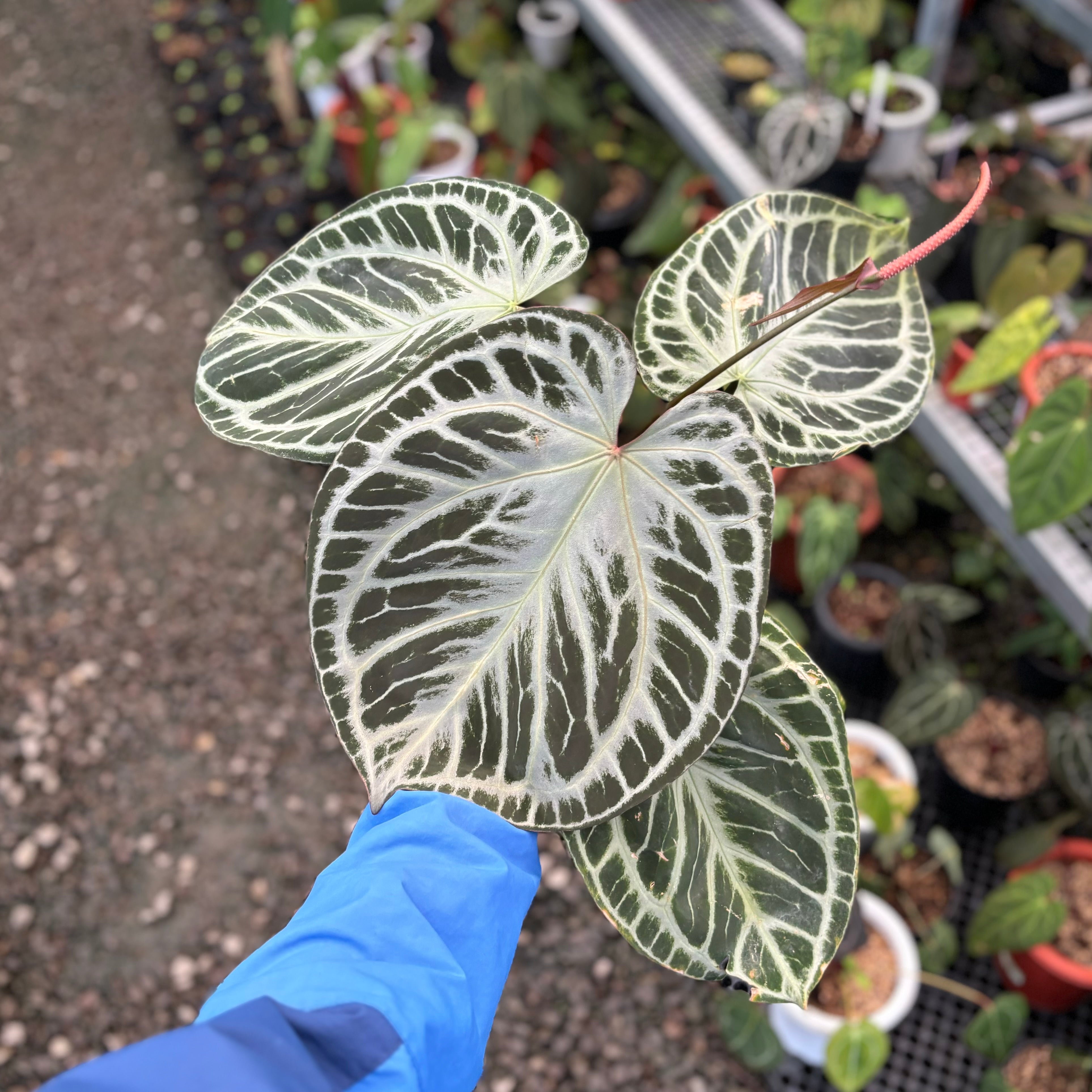 Anthurium HU x RC (King of spades x Red crystallinum) Mature size