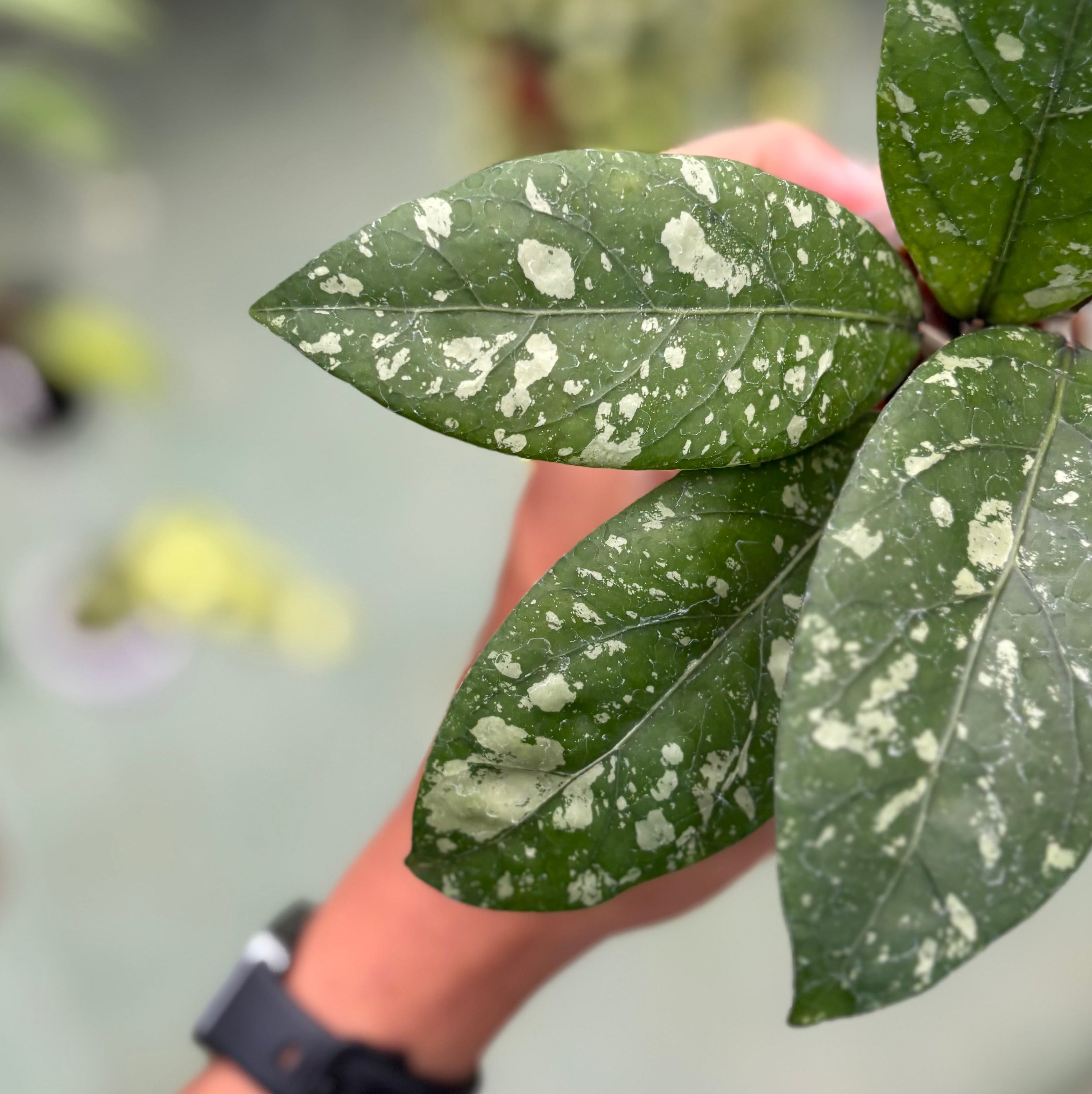 Hoya sp aceh gunung kapi