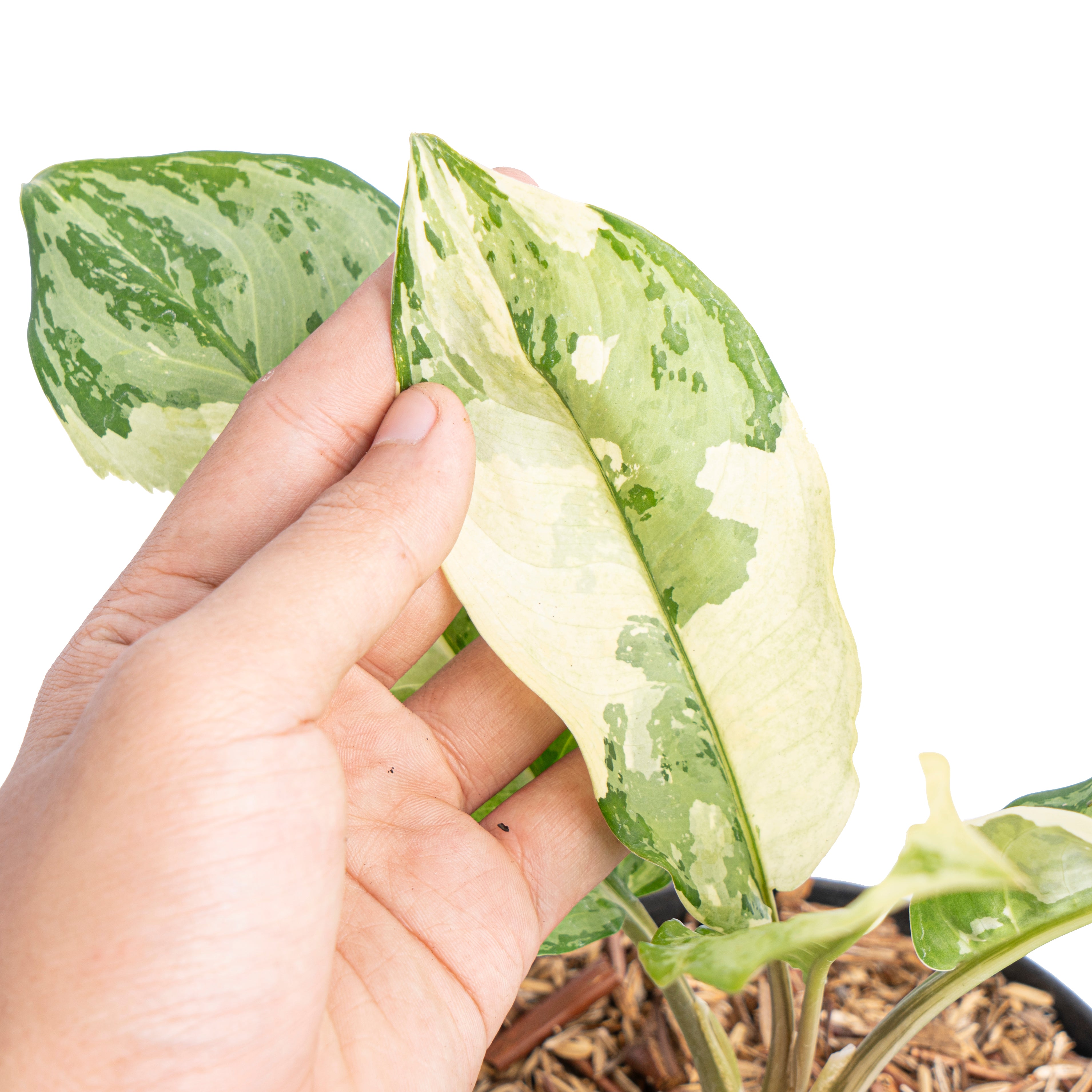 Aglaonema comutatum variegated