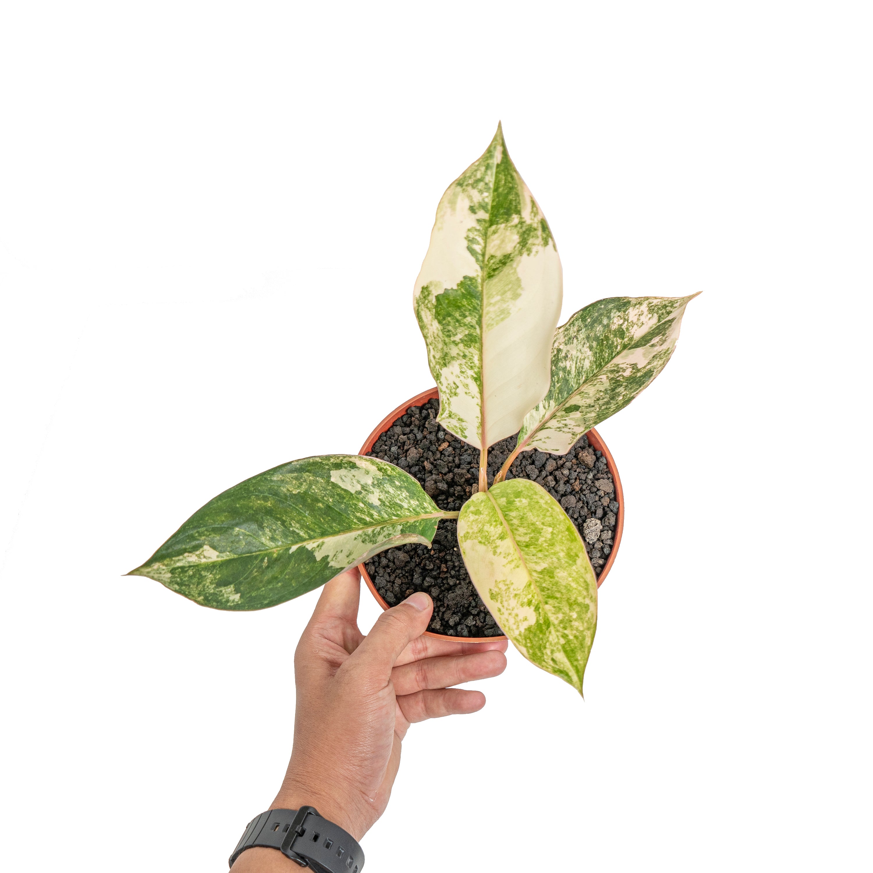 Aglaonema siam jade variegated