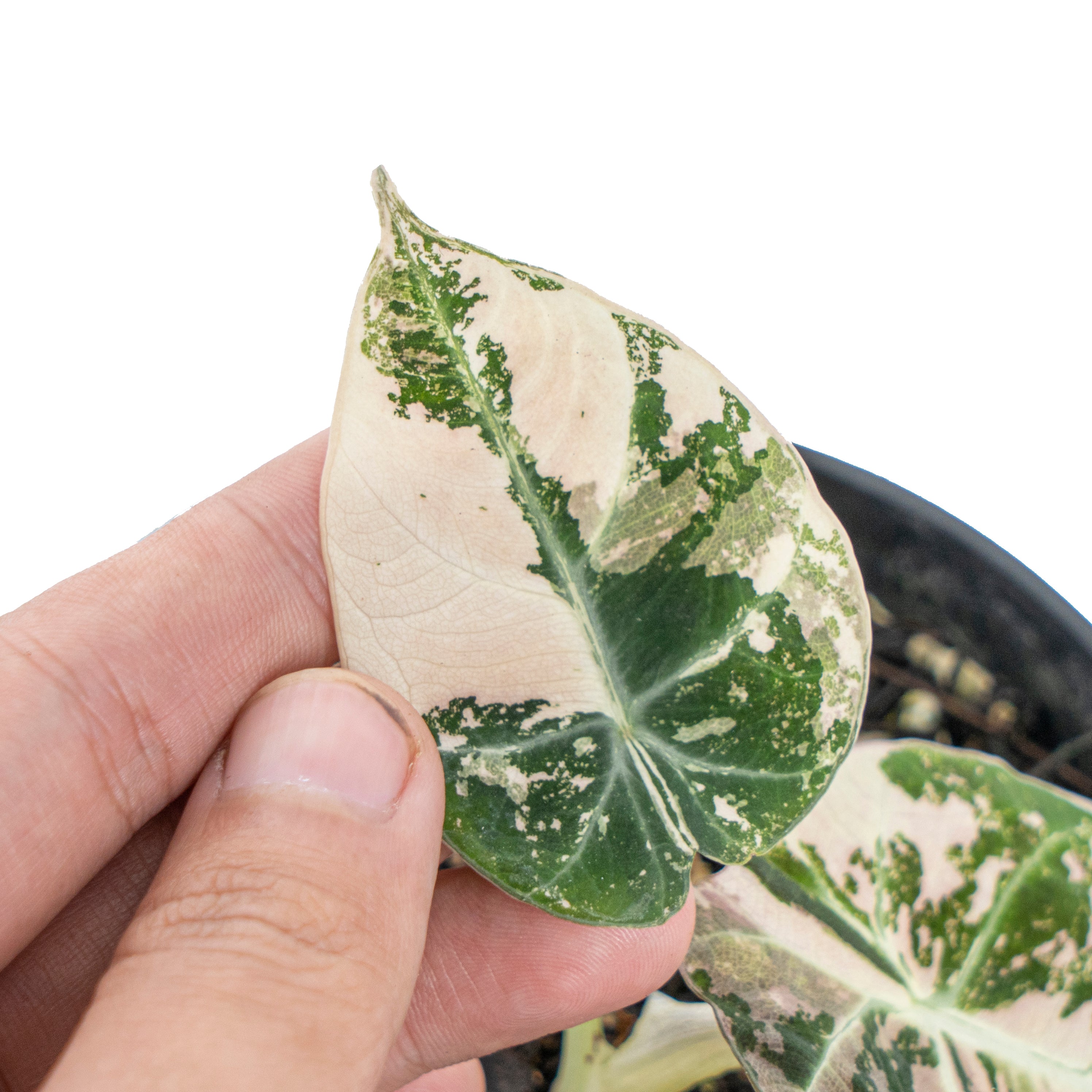Alocasia black velvet variegated