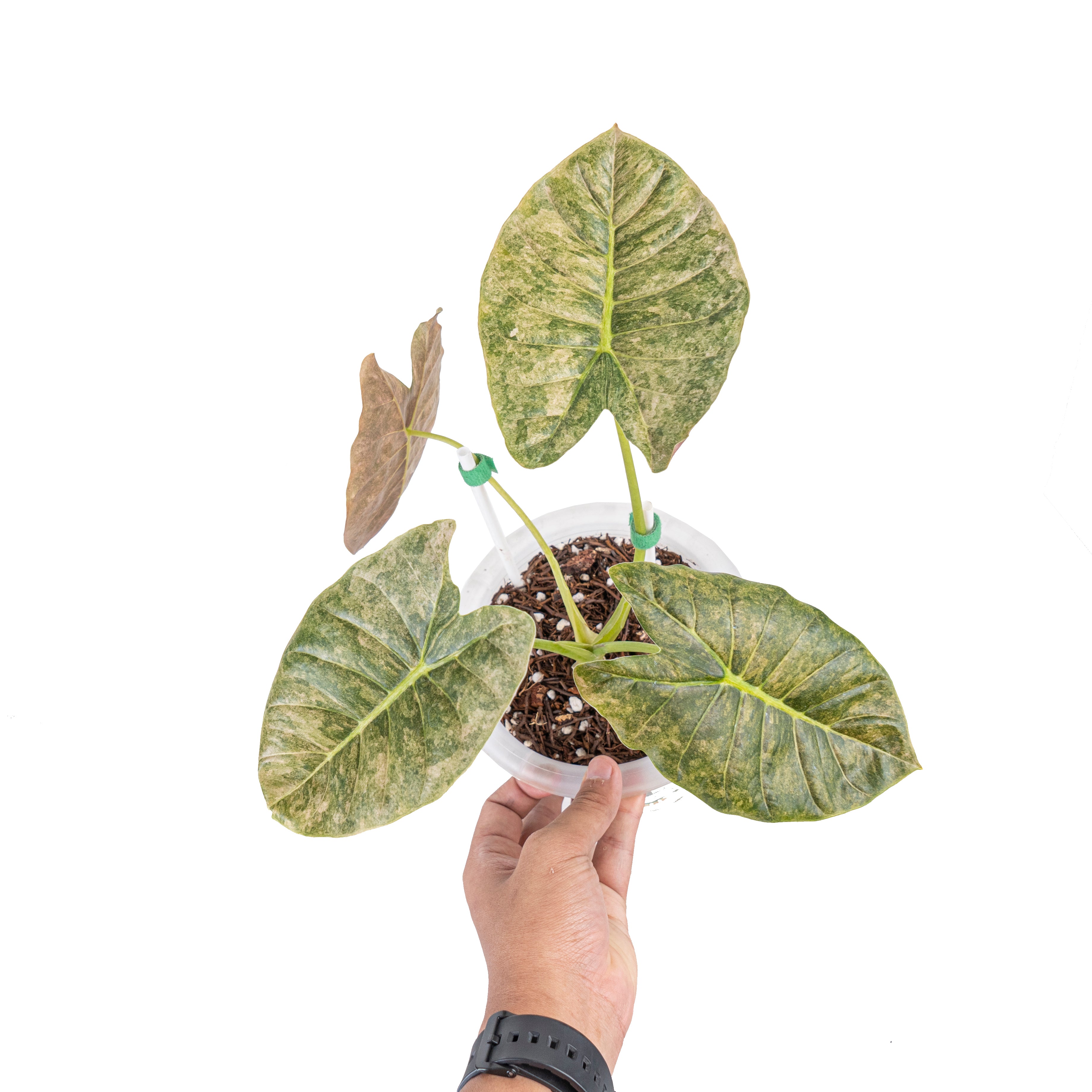 Alocasia golden bone variegated