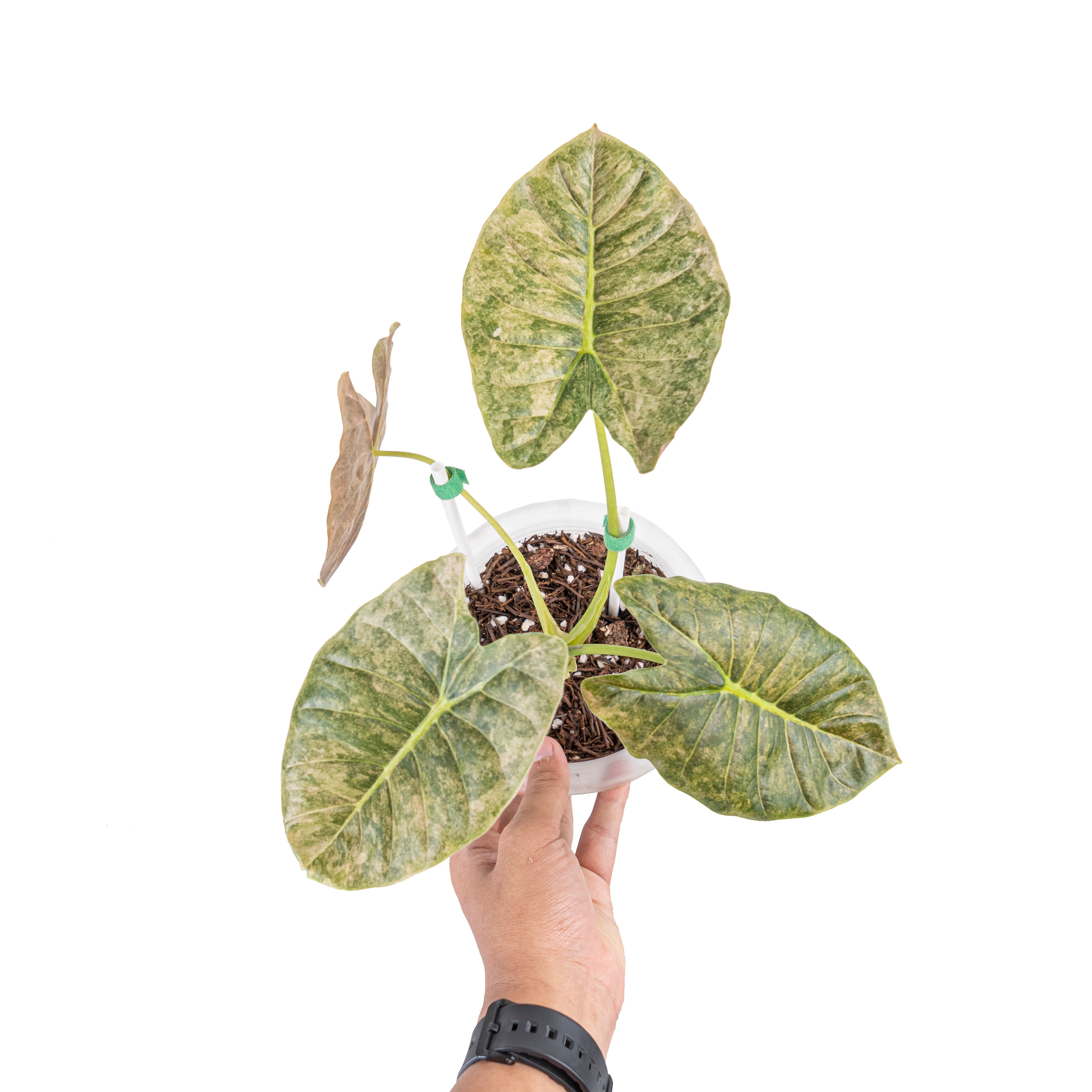 Alocasia golden bone variegated