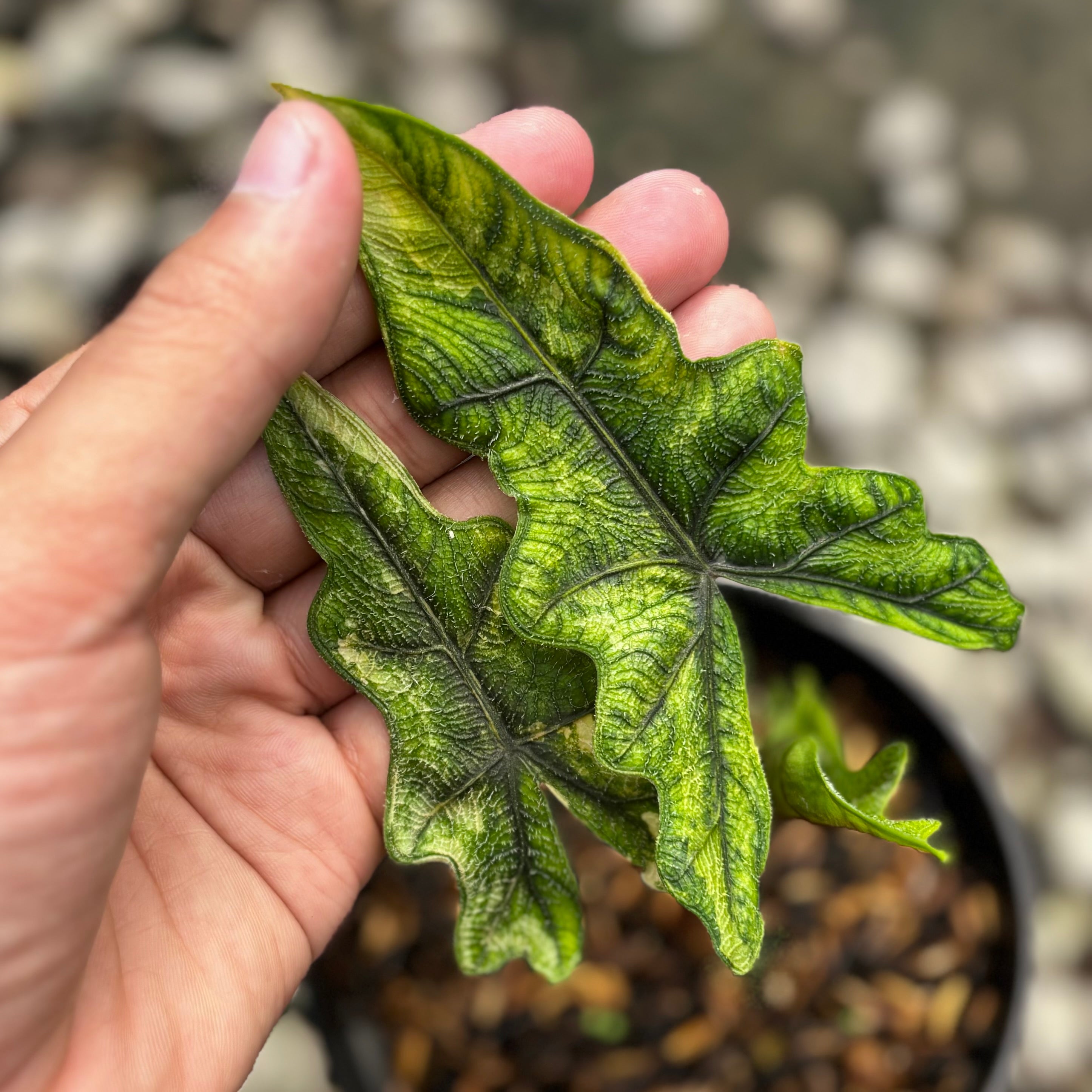 Alocasia jacklyn variegated