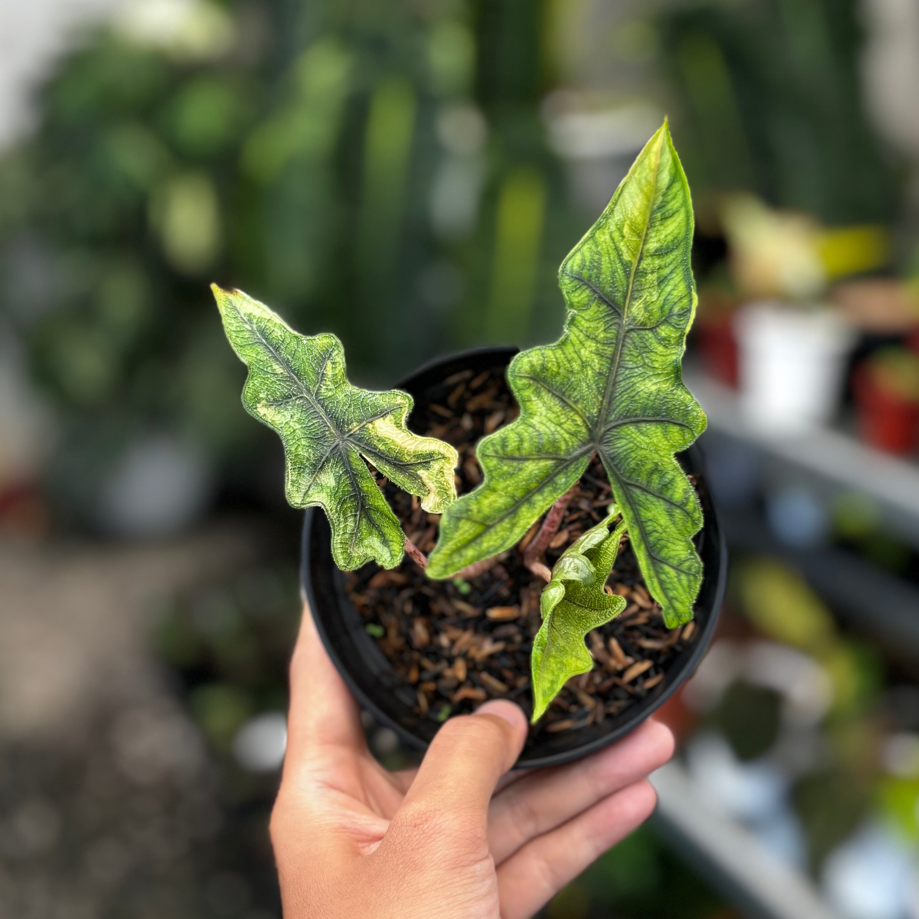 Alocasia jacklyn variegated