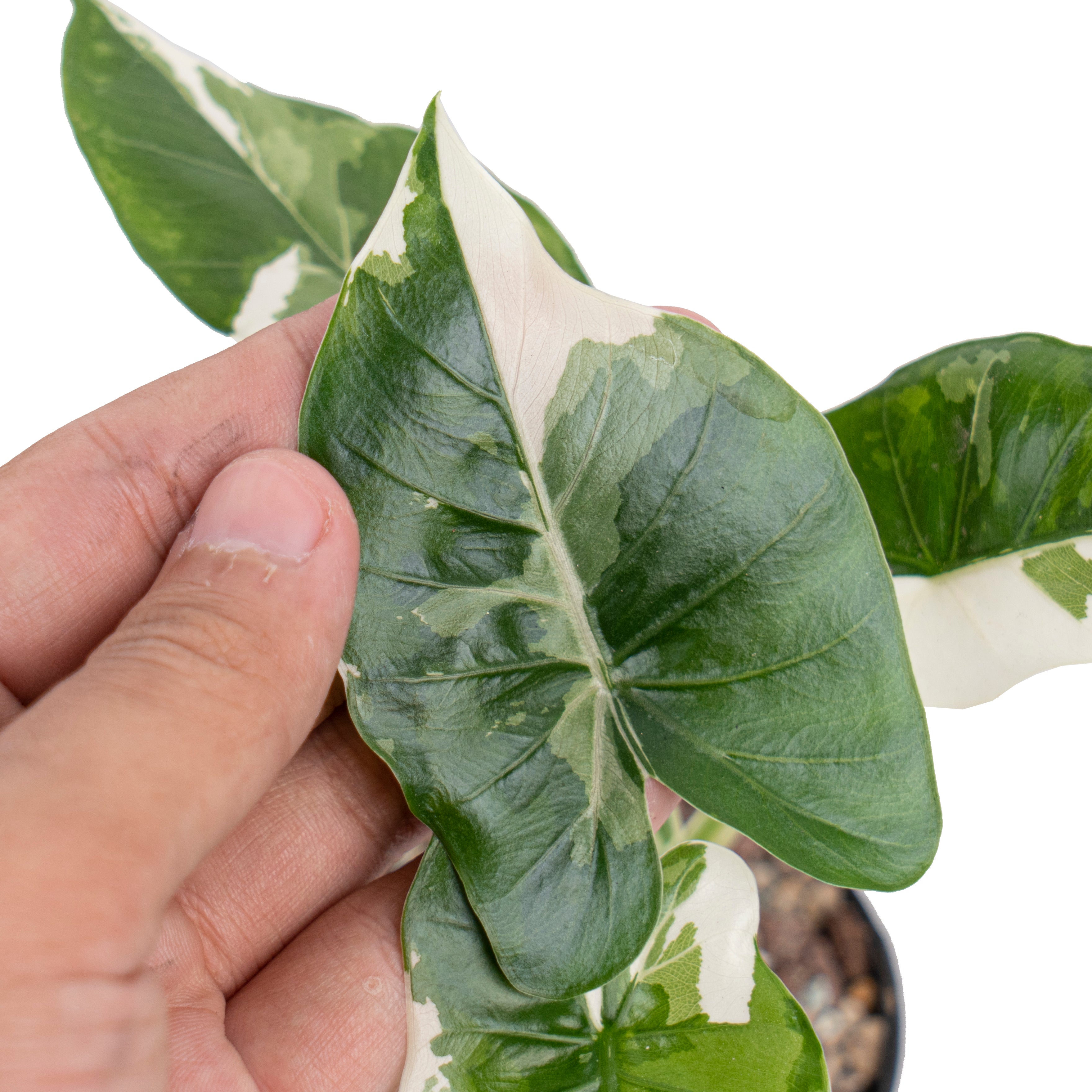 Alocasia odora okinawa variegated
