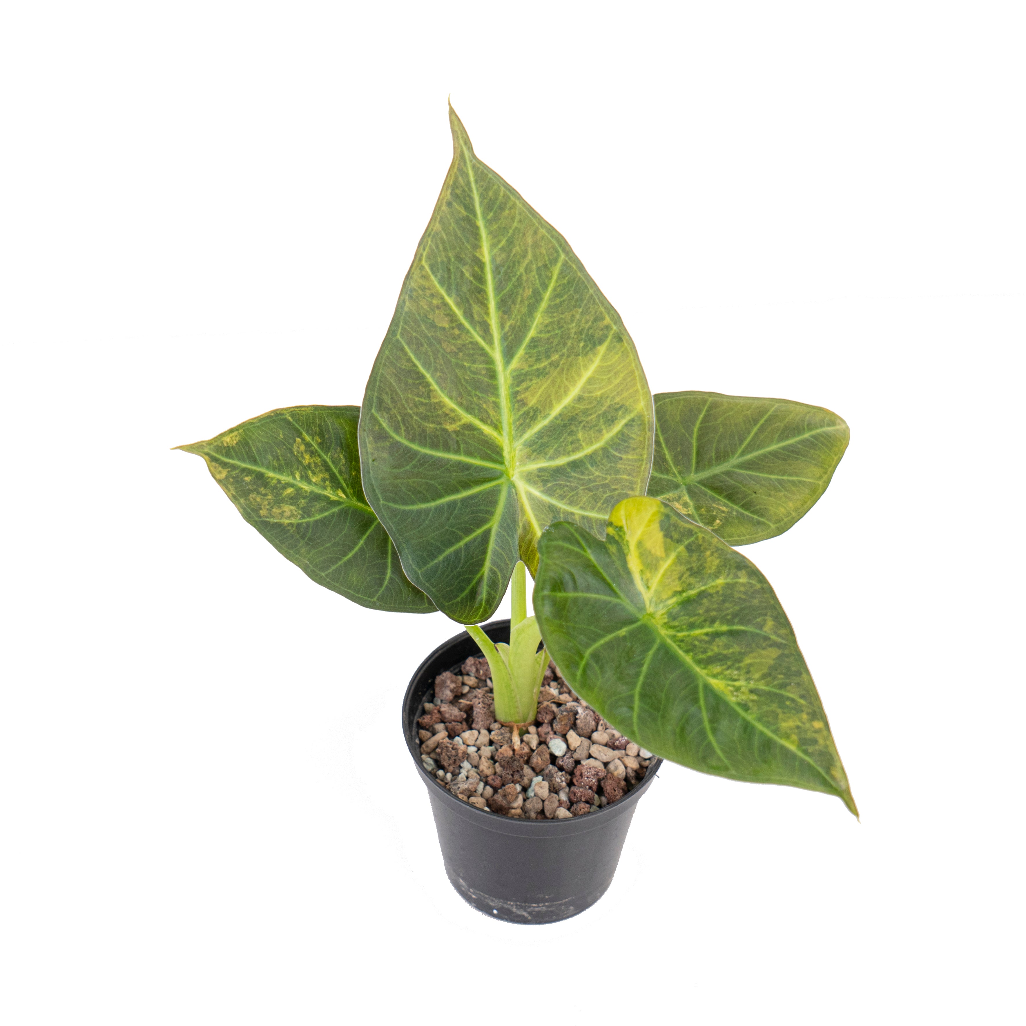 Alocasia regal shield variegated
