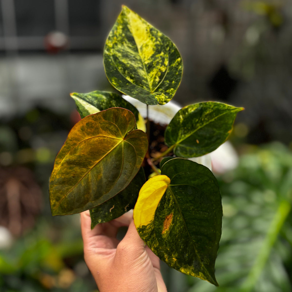 Anthurium Ace of Spades Variegated