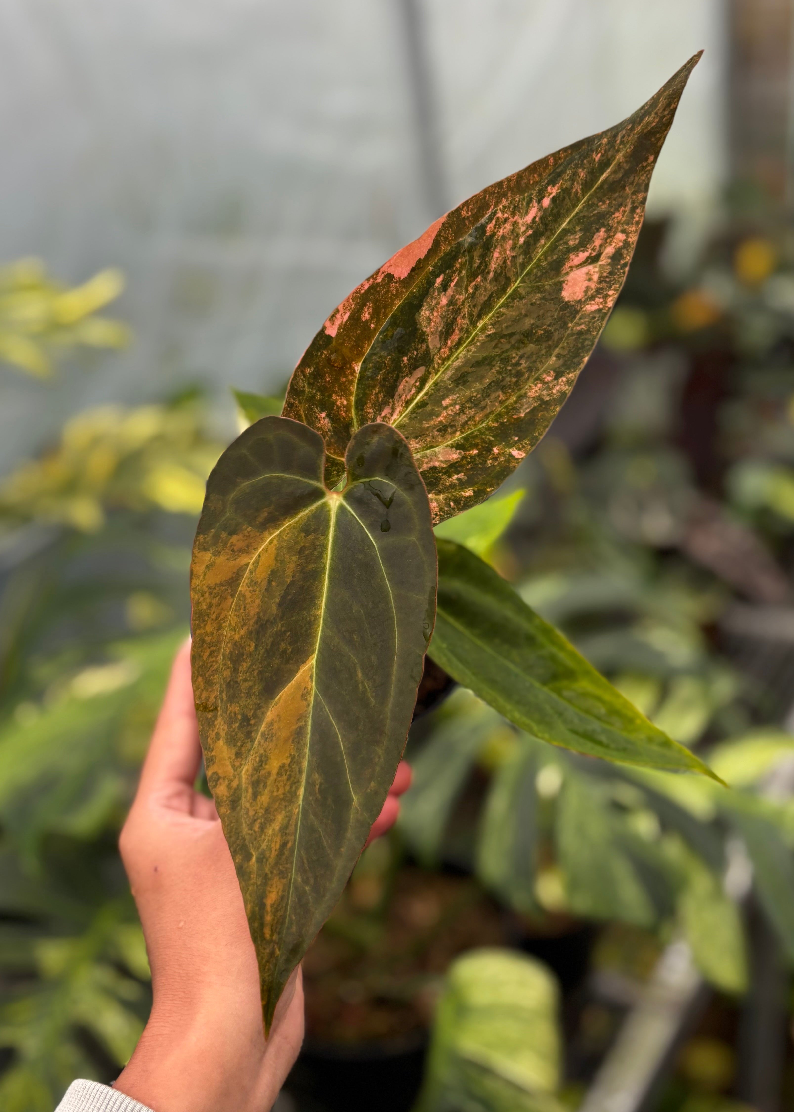 Anthurium Black Venom x Dorito Porti