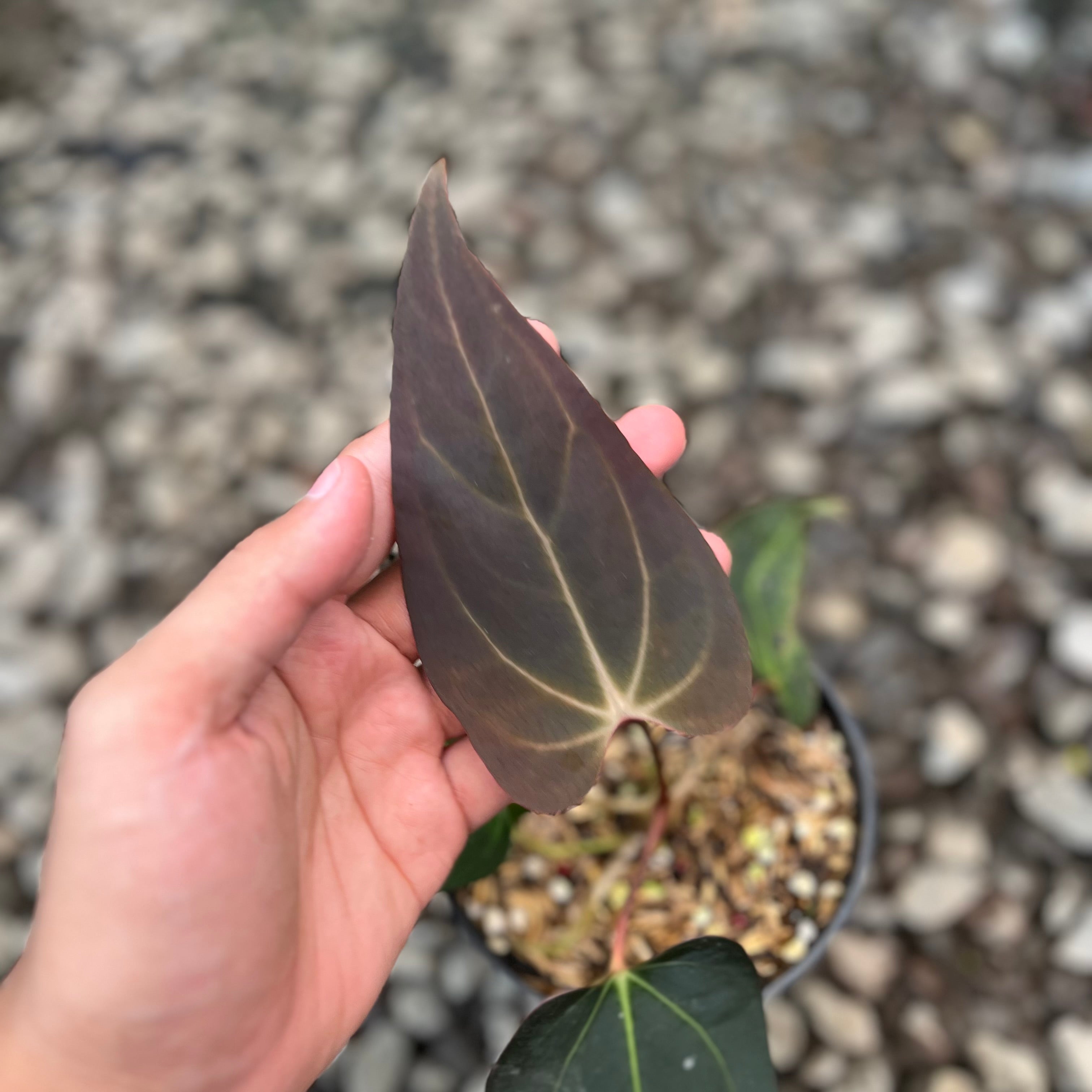 Anthurium Carla NSE x Porti NSE