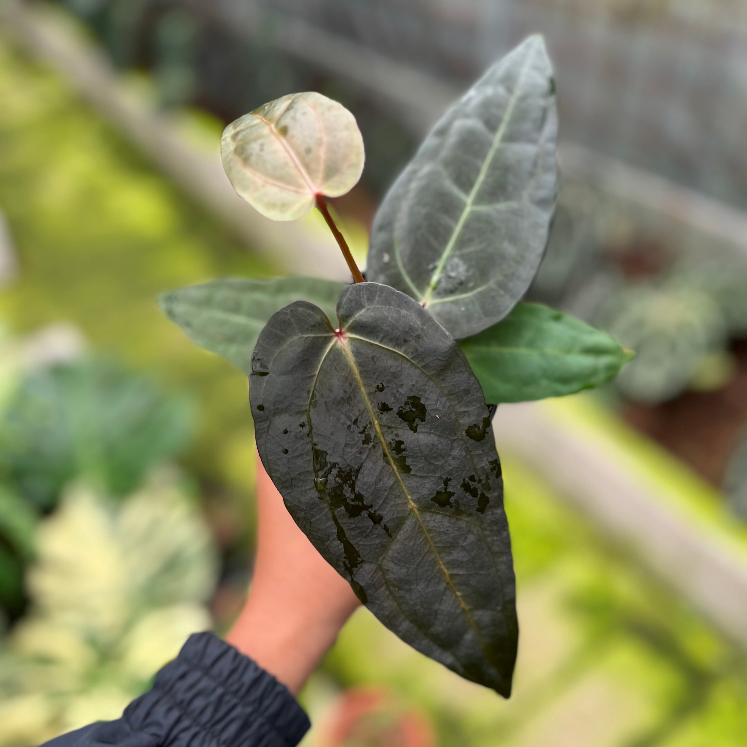 Anthurium Dark & Handsome