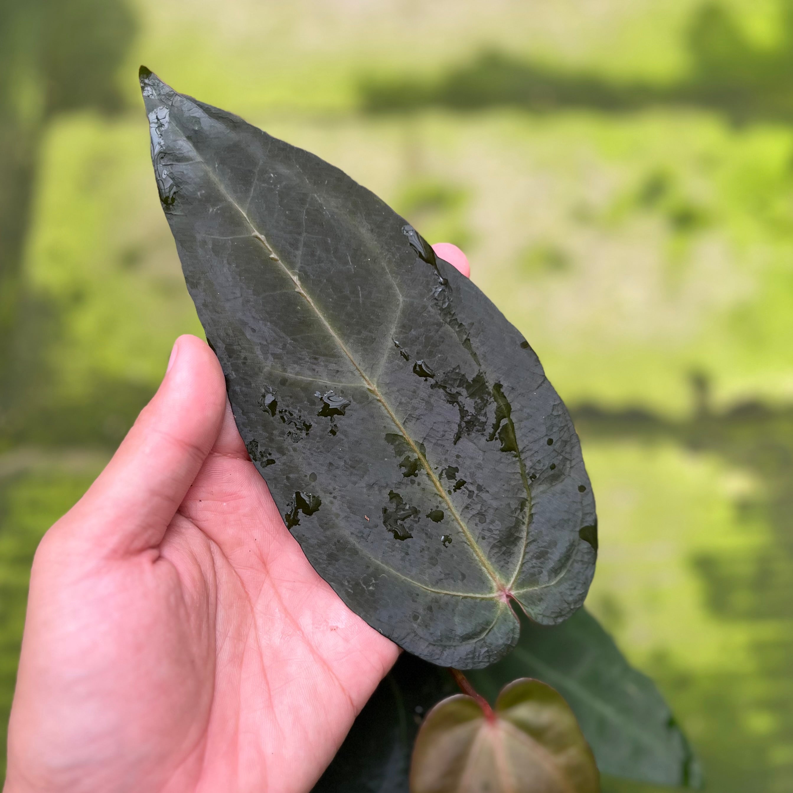 Anthurium Dark & Handsome