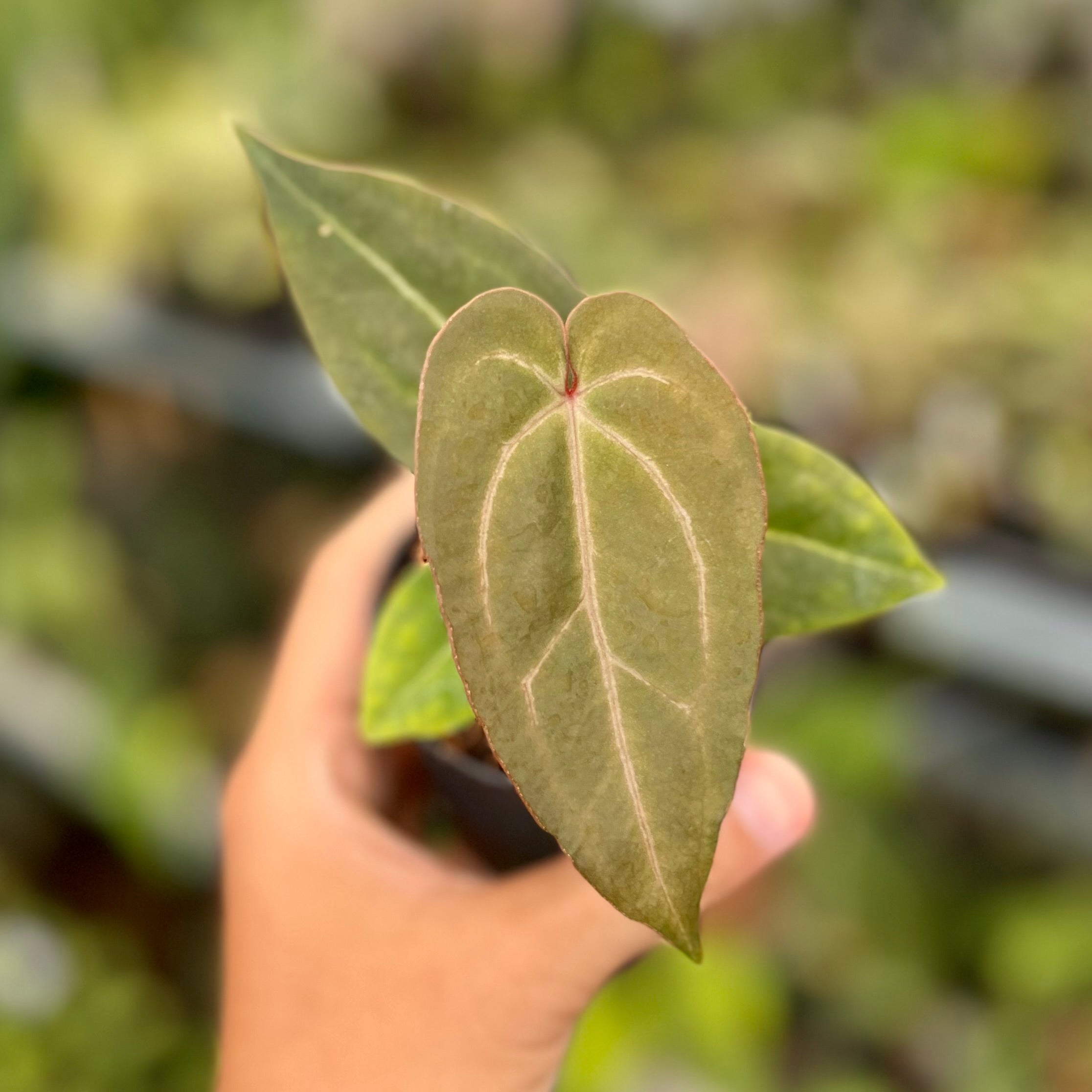 Anthurium (Dark Handsome x Redvelvet Cake) x Purple BVIT x ZM