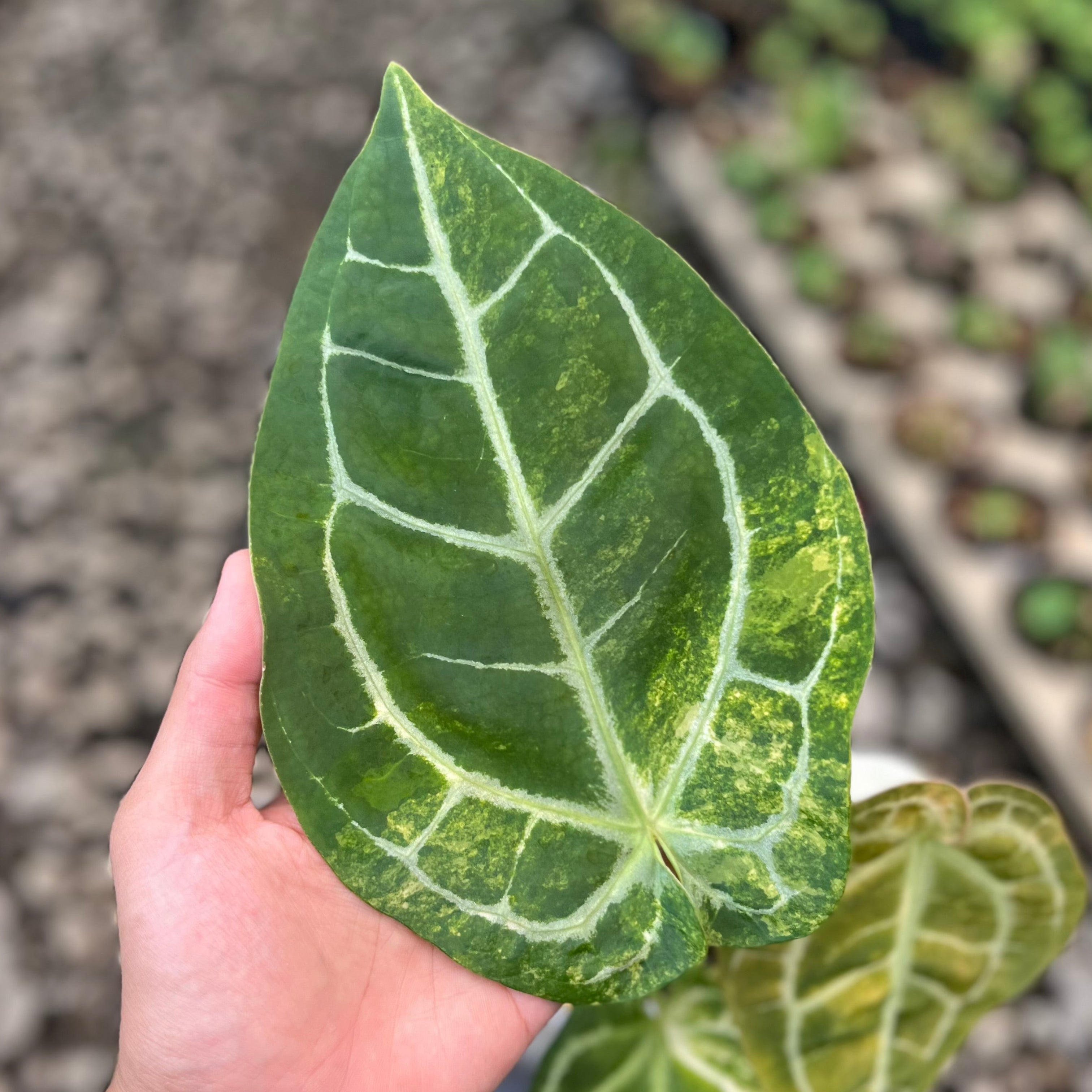 Anthurium Forgetii Var x (Angela x Black Widow) Big Size