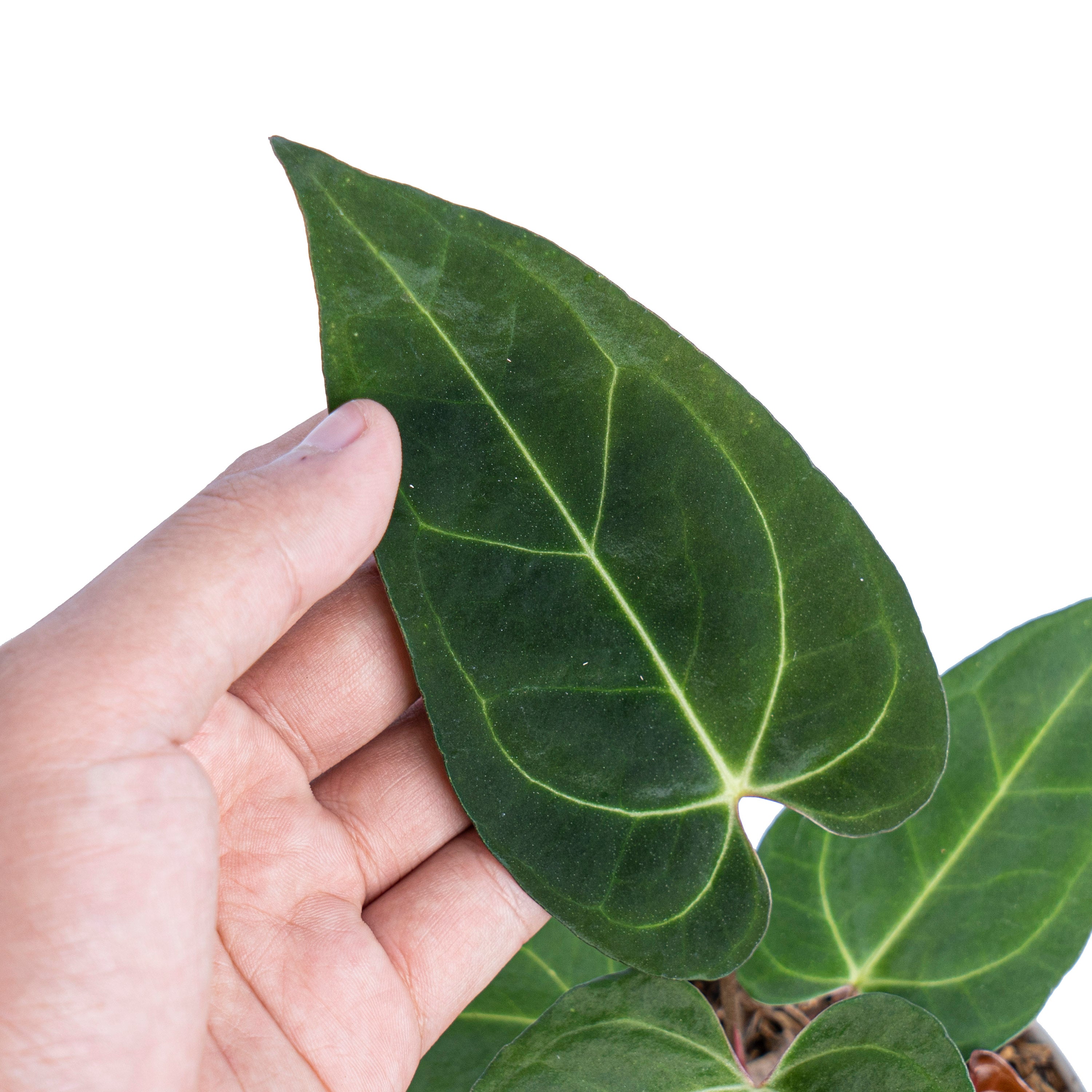Anthurium Papillilaminum Legend