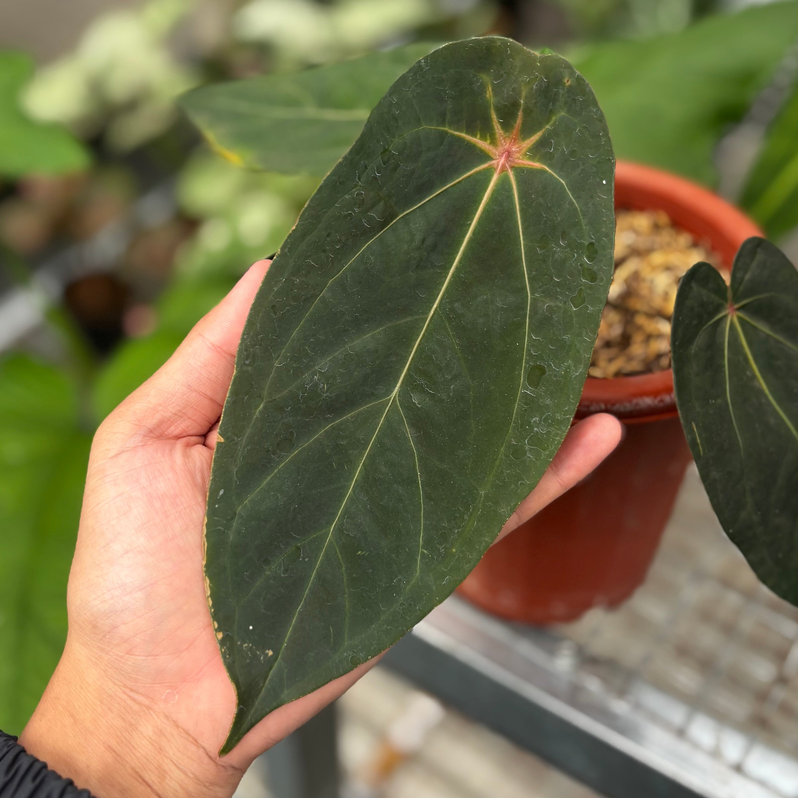 Anthurium Red Spider
