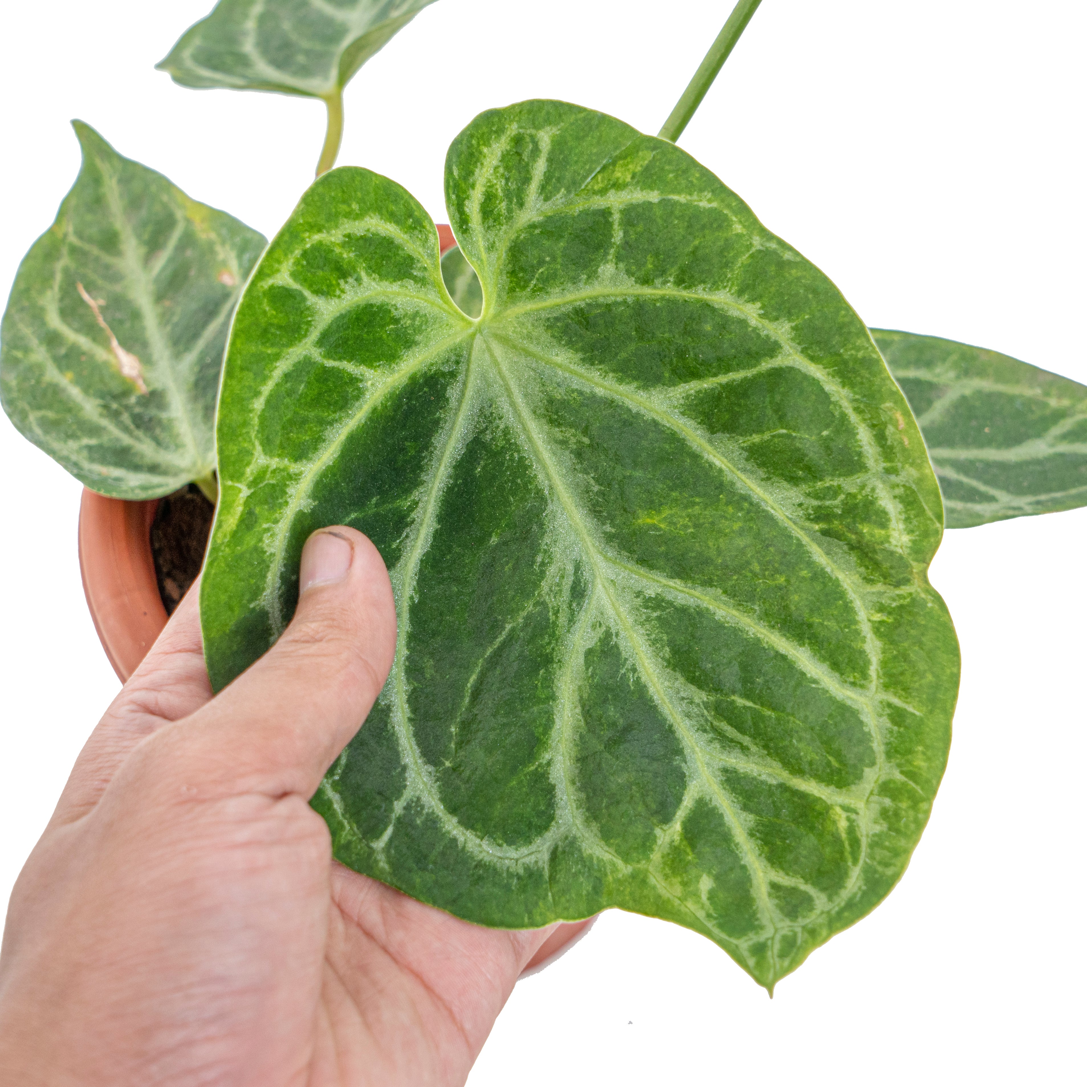 Anthurium Silver blush x KOS/HU ( King of spades)