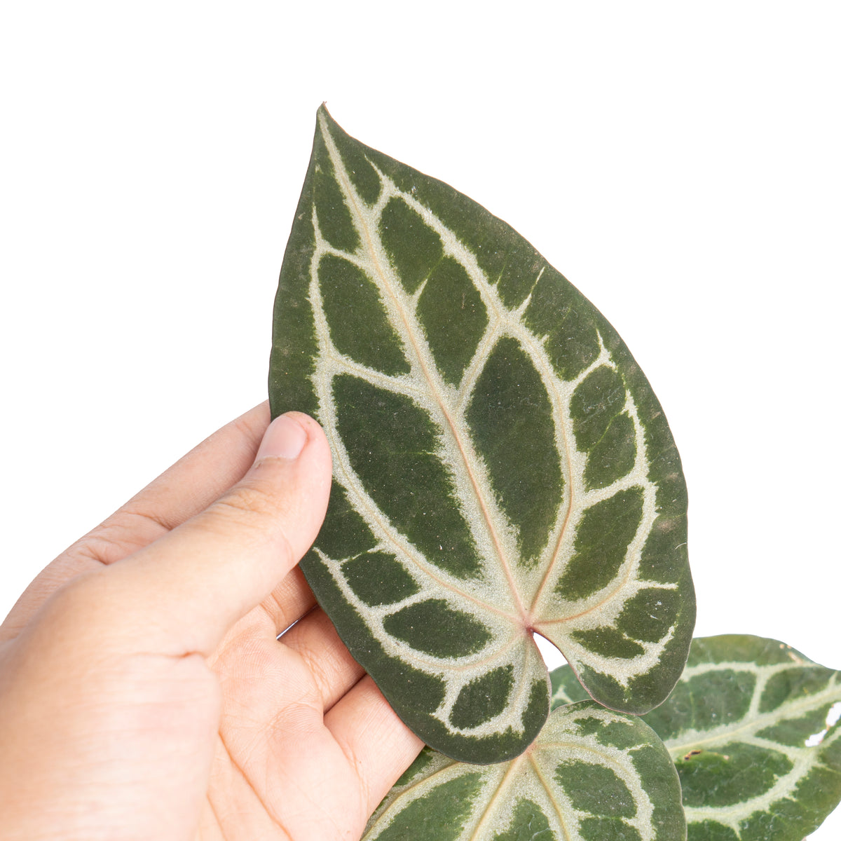 Anthurium besseae x red crystallinum
