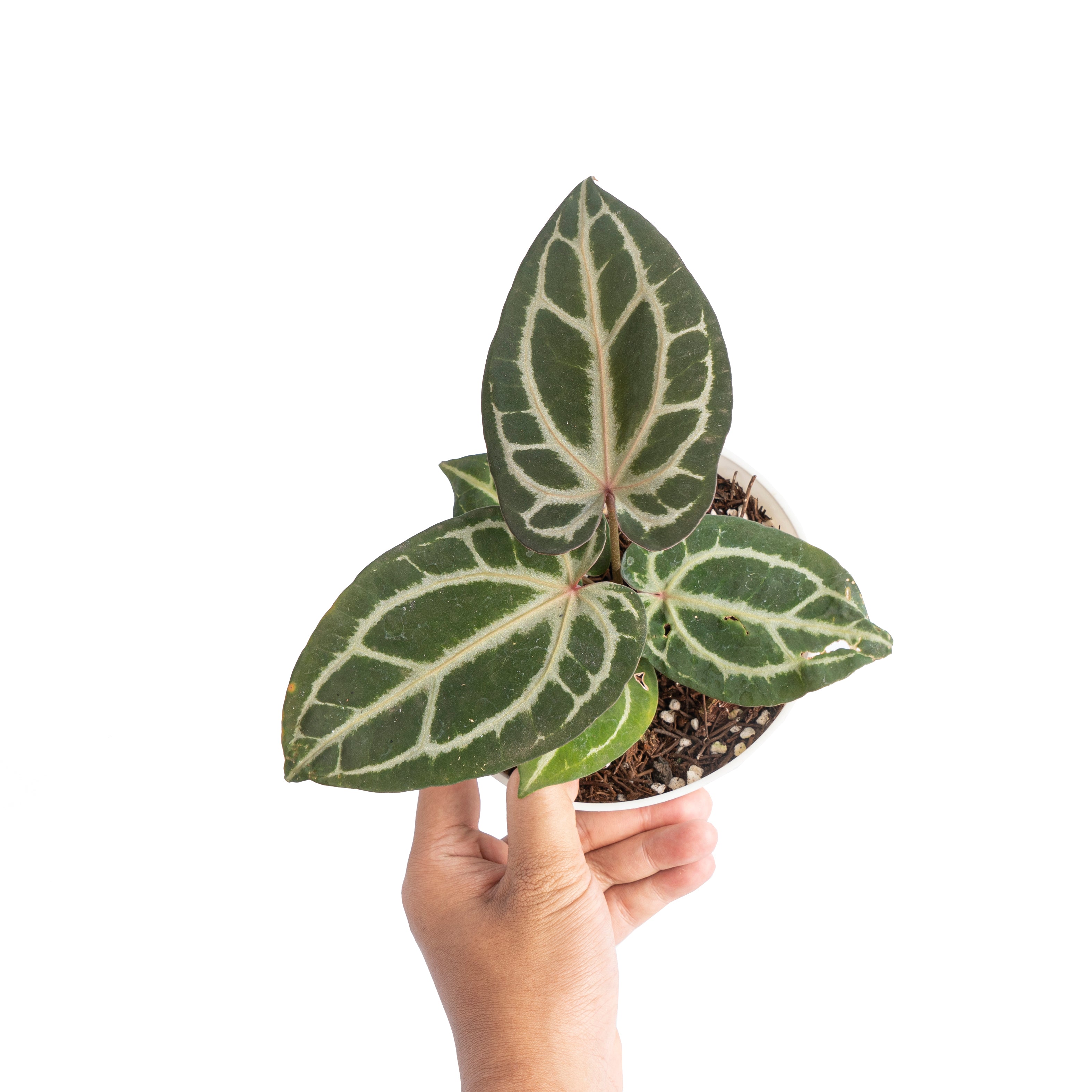 Anthurium besseae x red crystallinum