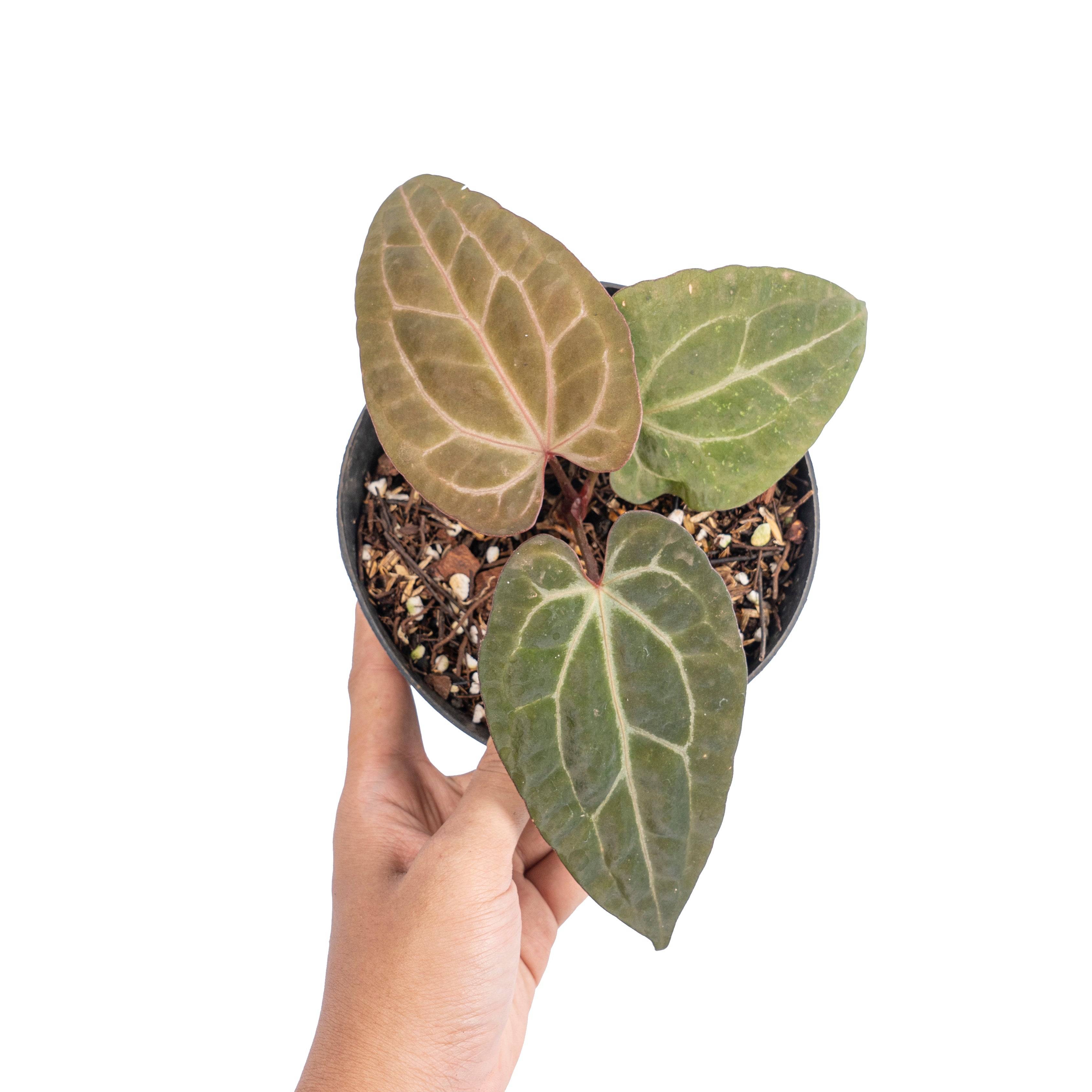 Anthurium black velvet indo type x (zara x michelle)