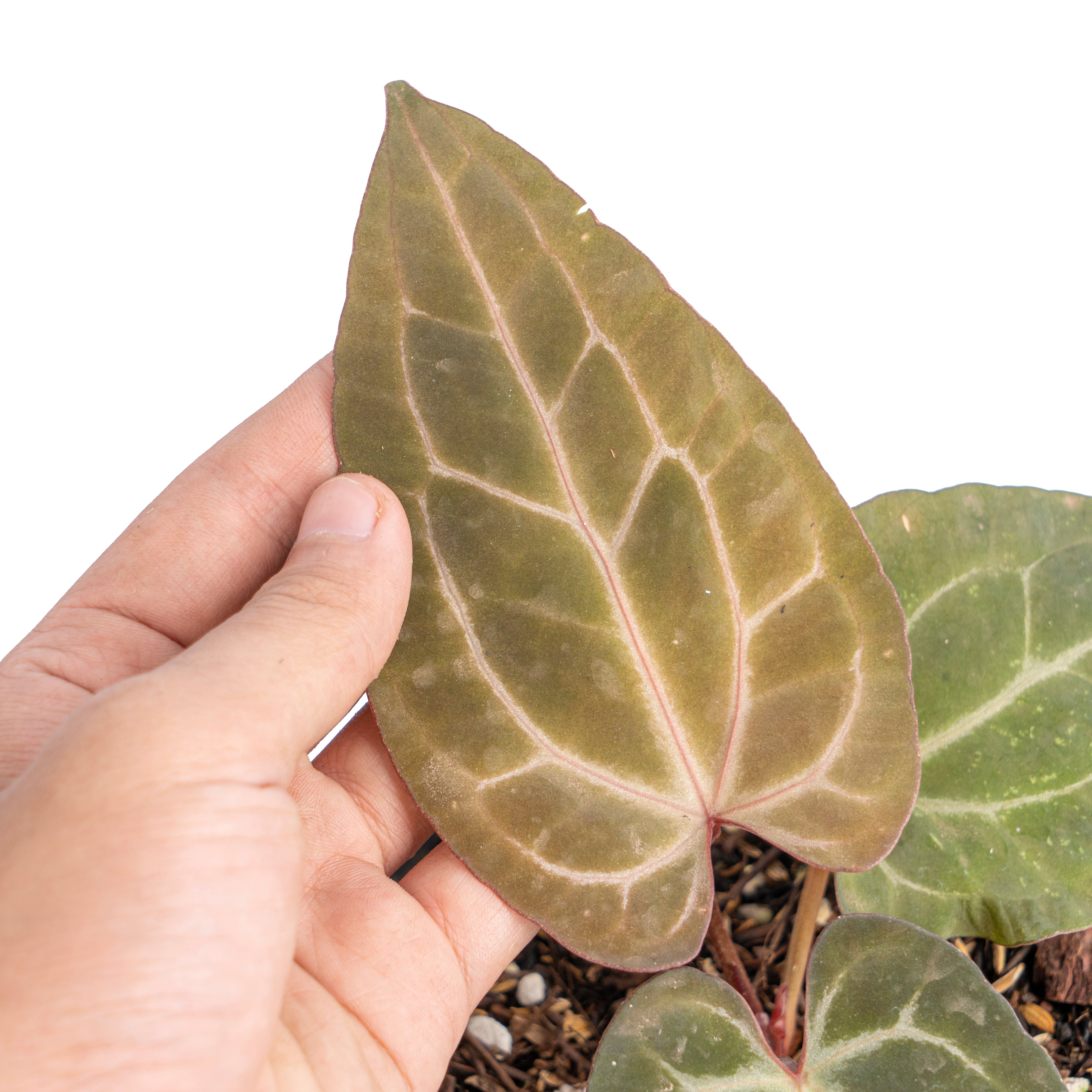 Anthurium black velvet indo type x (zara x michelle)