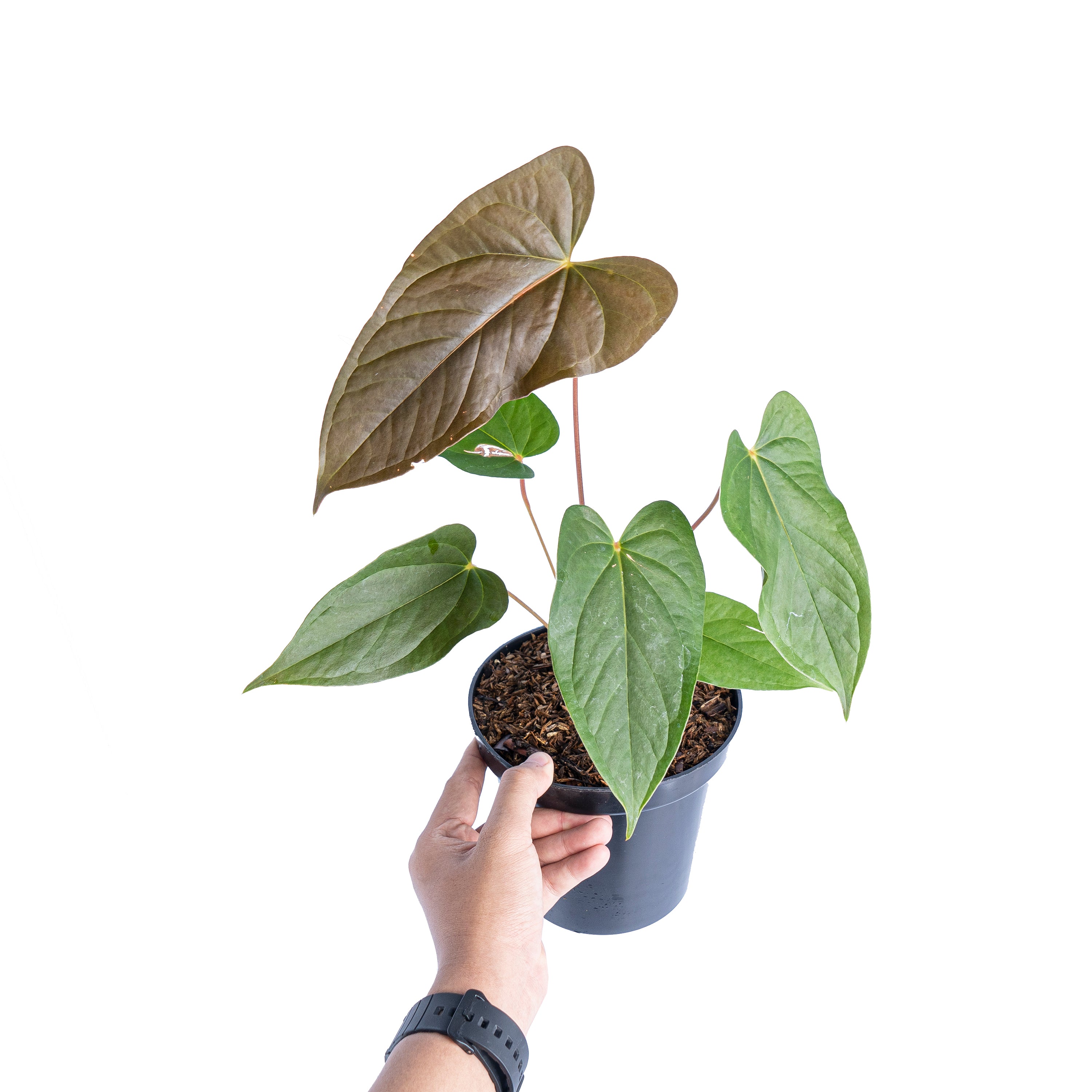 Anthurium chamberlainii