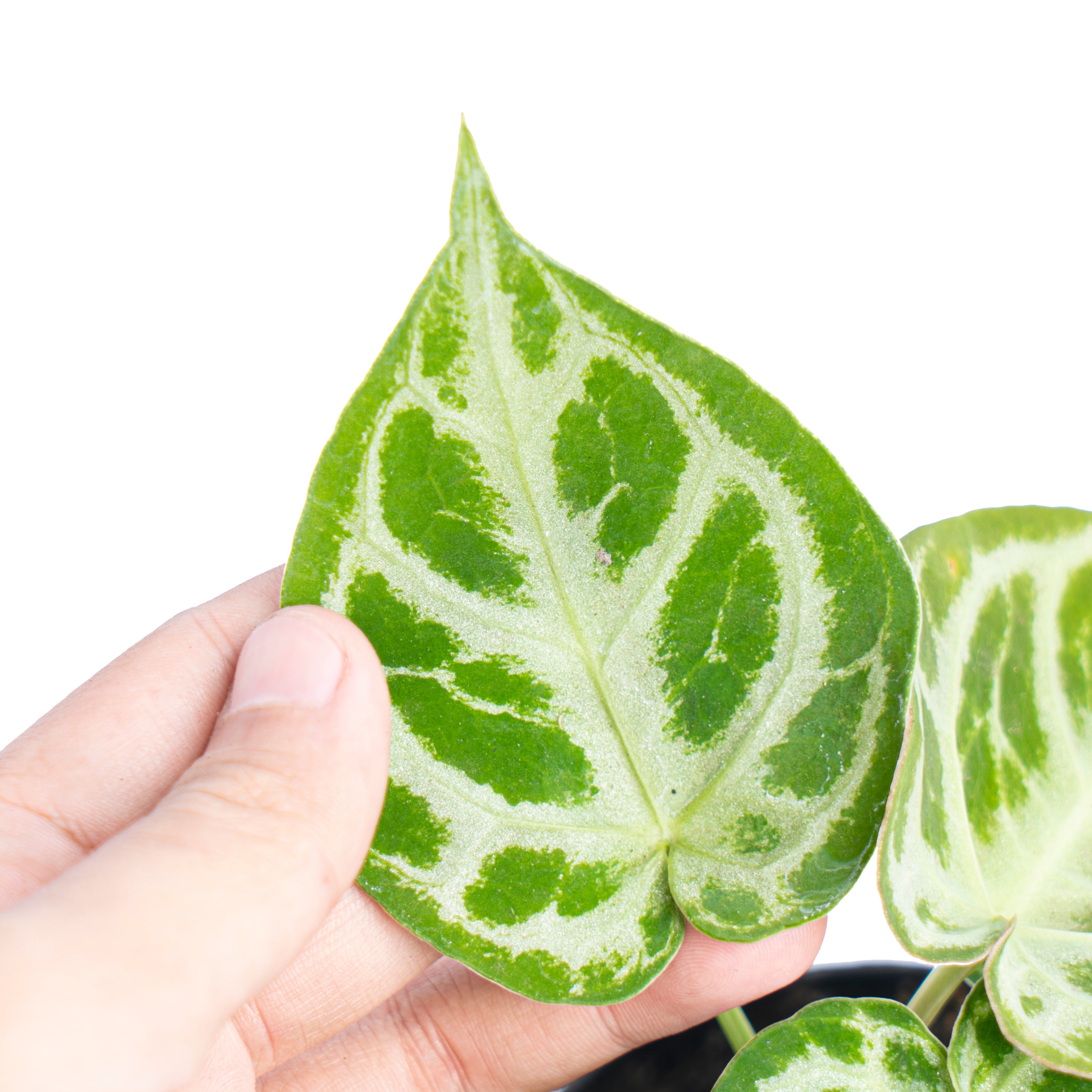Anthurium dorayaki silver