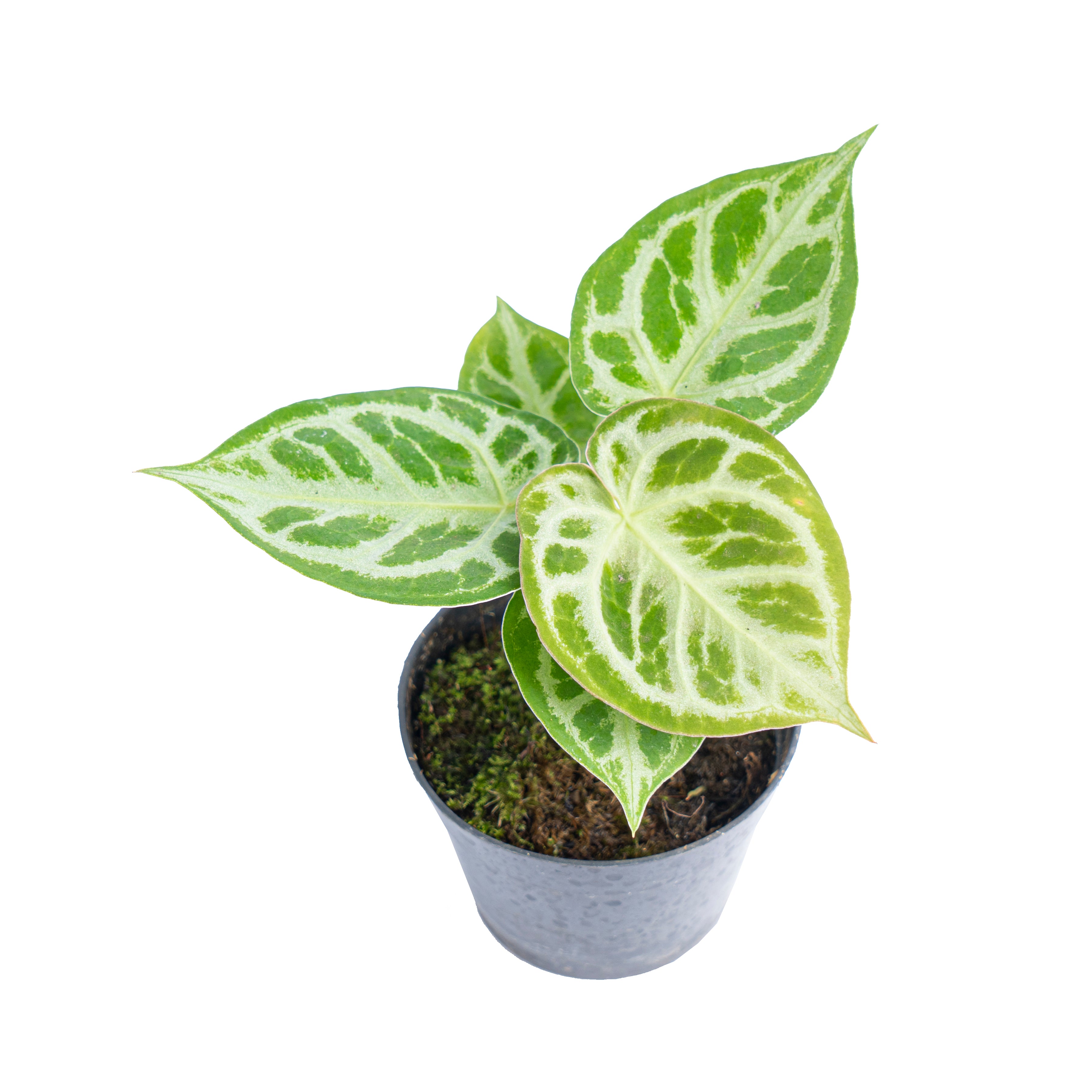 Anthurium dorayaki silver