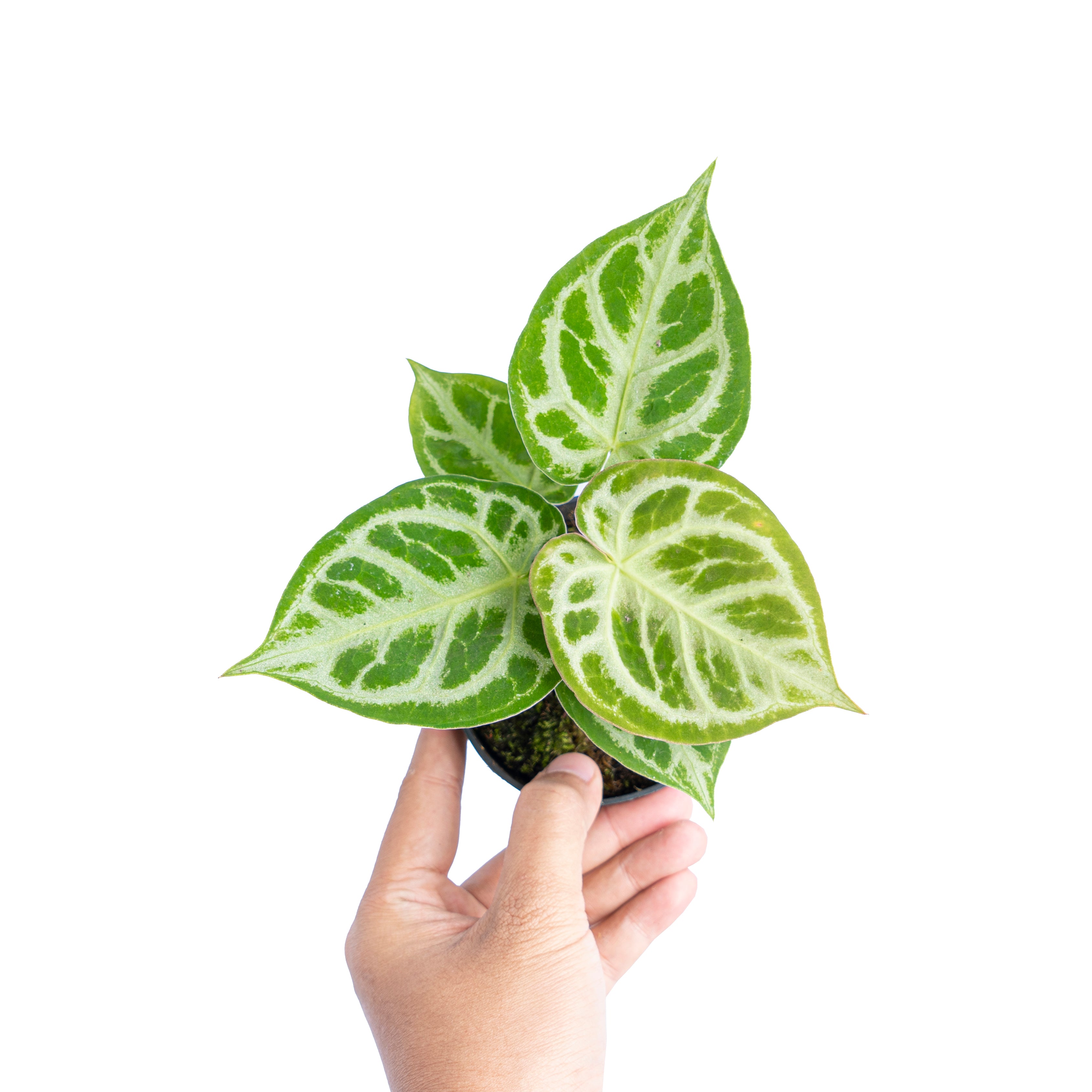 Anthurium dorayaki silver